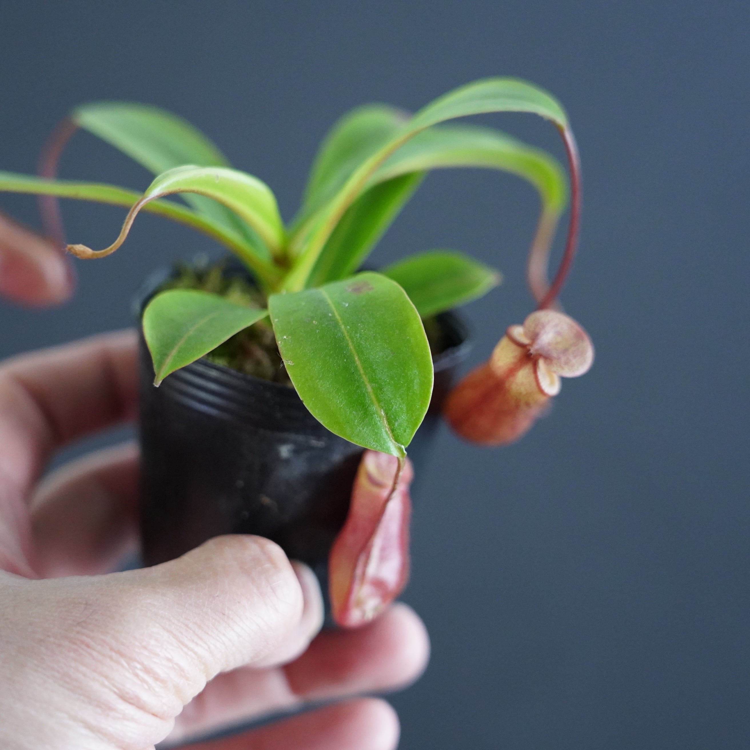 ネペンテス 'Binky'【食虫植物】 苔テラリウム作製用素材 | 苔