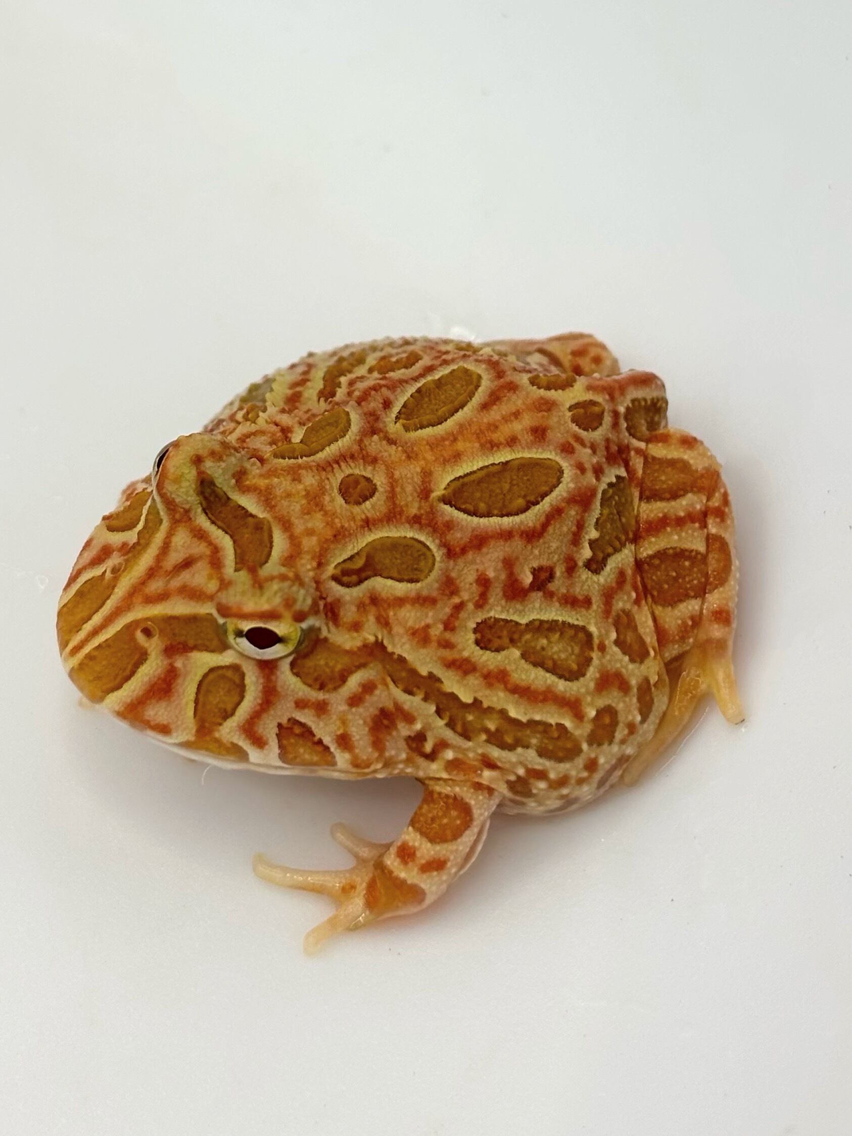 クランウェルツノガエル ストロベリー② 1匹 | まるころ商店〜まるく