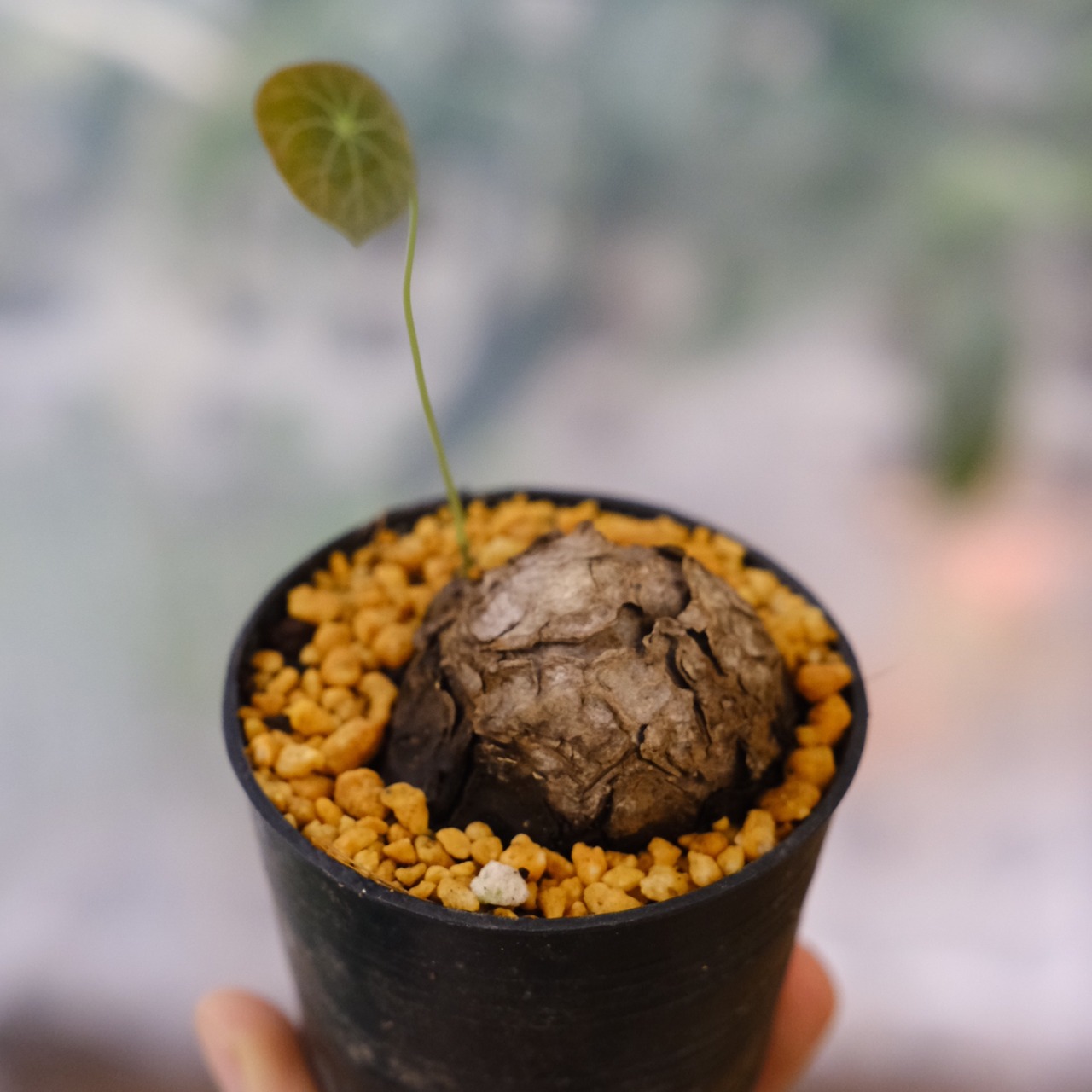 Stephania kaweesakii / ステファニア カウィーサキー⑩ / 観葉植物