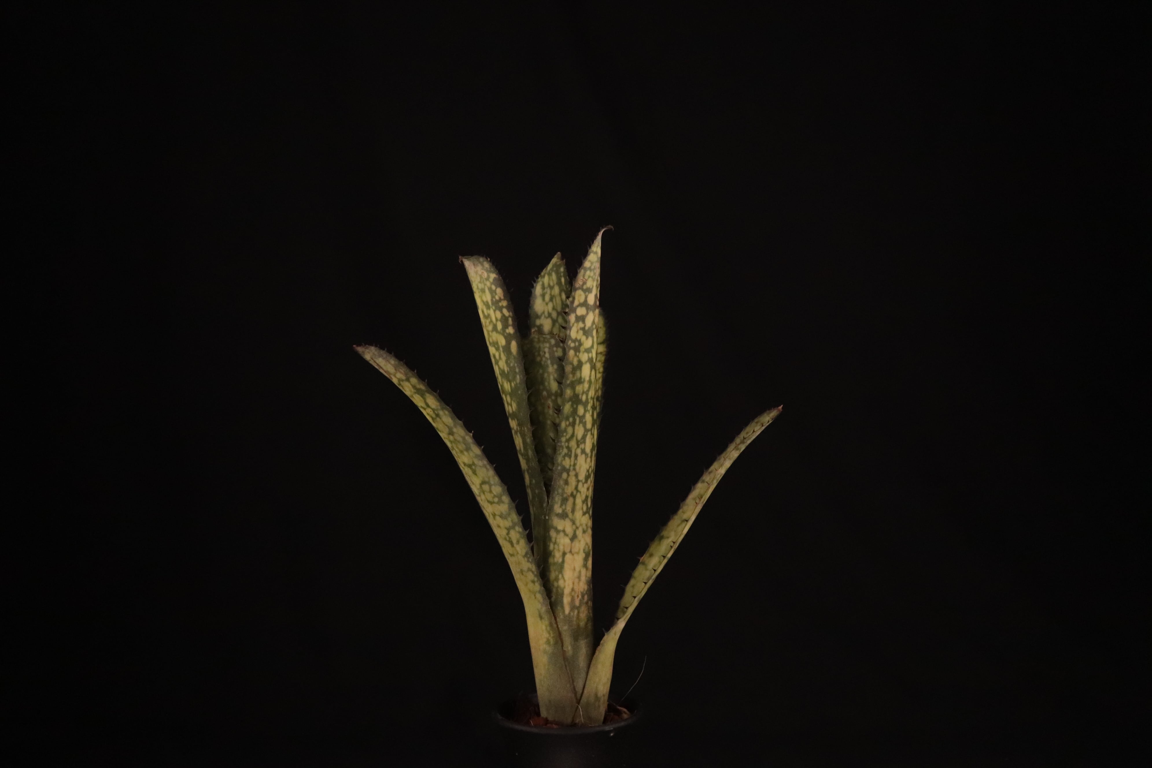 大株！ビルベルギア・ブラジリエンシス Billbergia brasiliensis