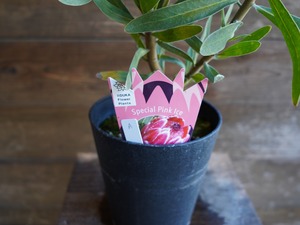 【現物】プロテア　”スペシャルピンクアイス”　A