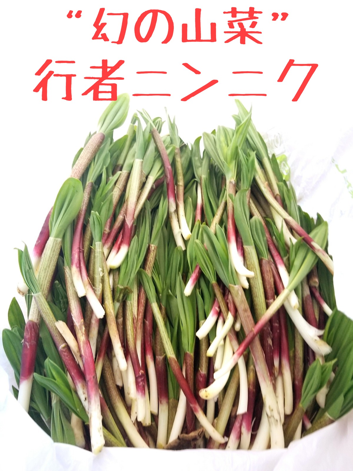 根室産】天然行者ニンニク 500g | 匠海鮮