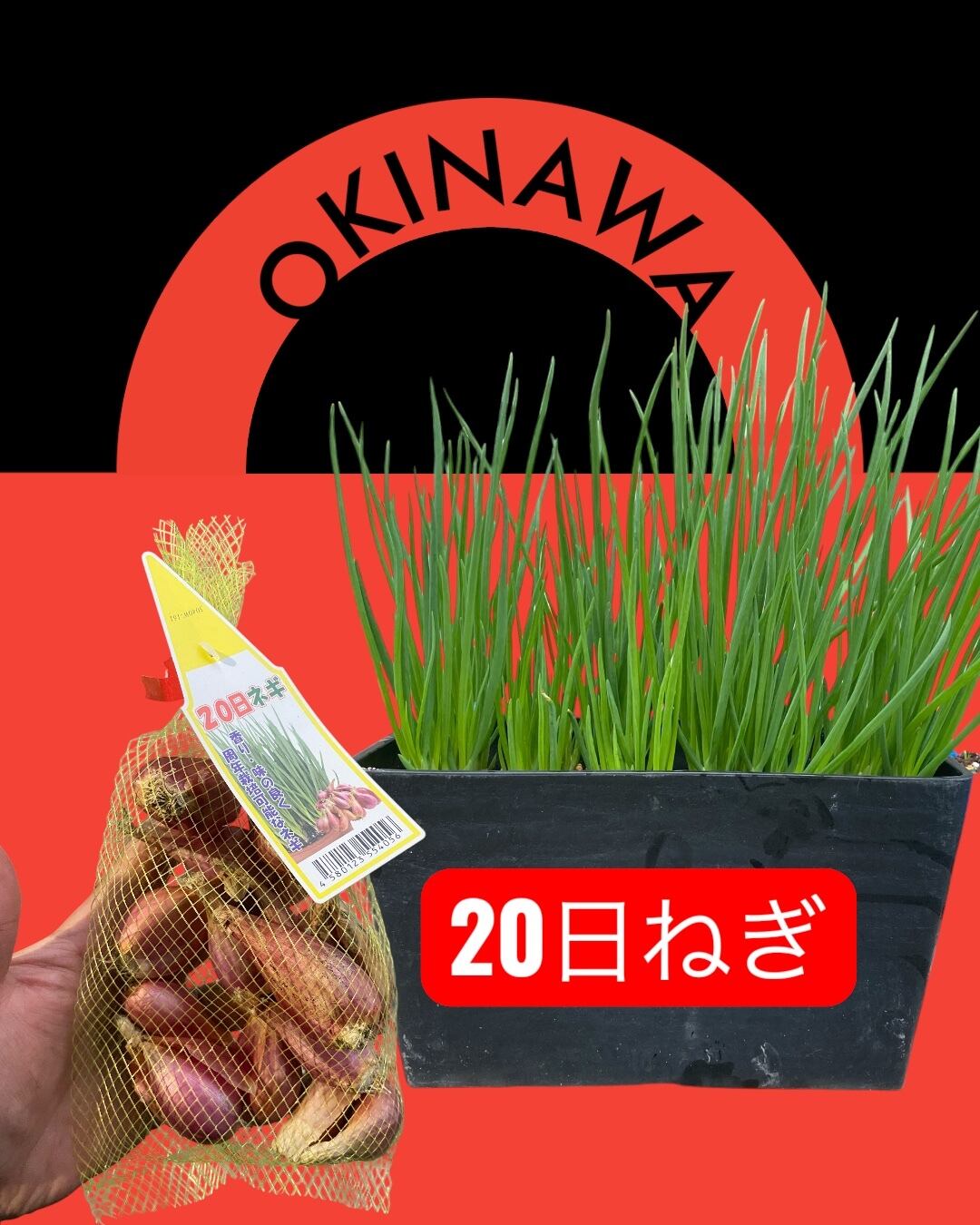沖縄島野菜約150g「二十日ネギ」 | wakabaseed