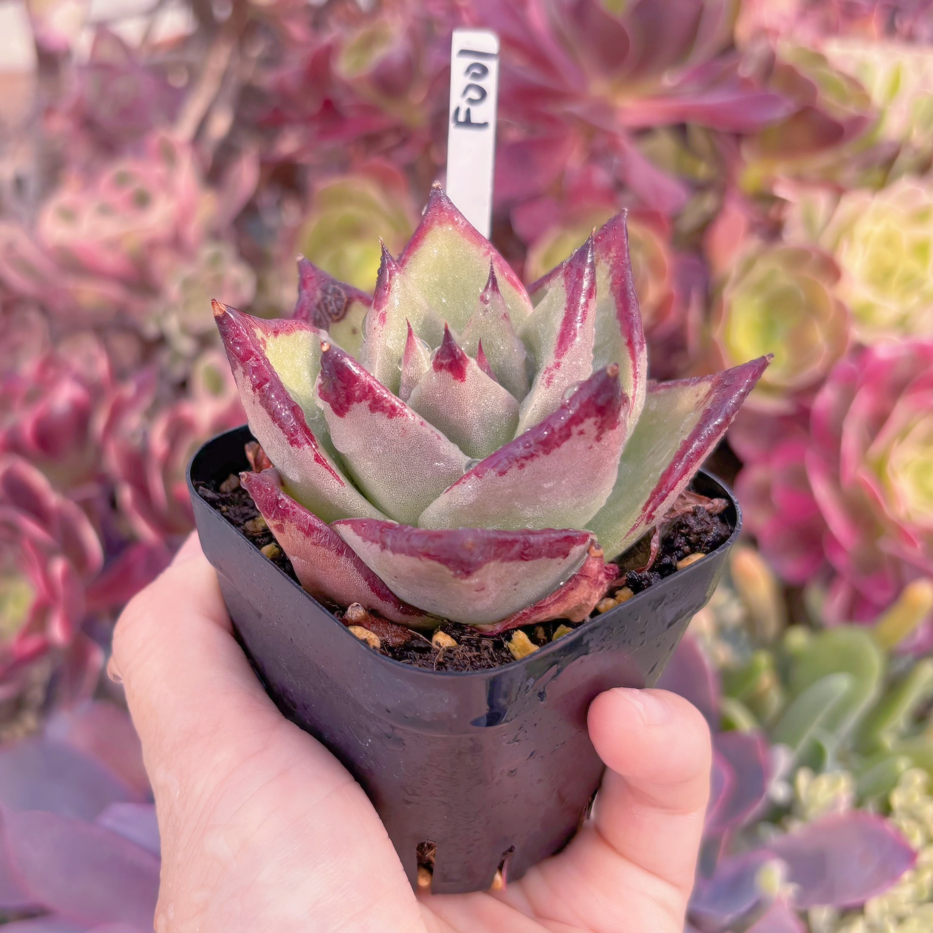 現品 優選エボニー#F001 るる農園 | るる農園~多肉植物専門