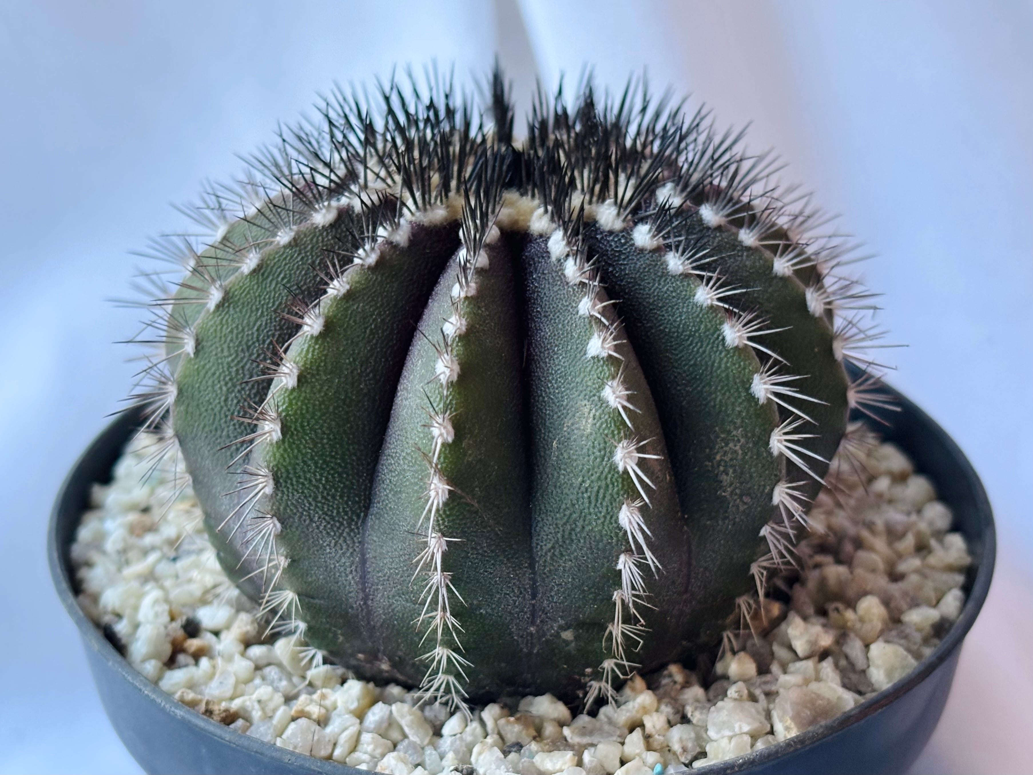 Uebelmmania pectinifera ユーベルマニア・ペクチニフェラ サボテン