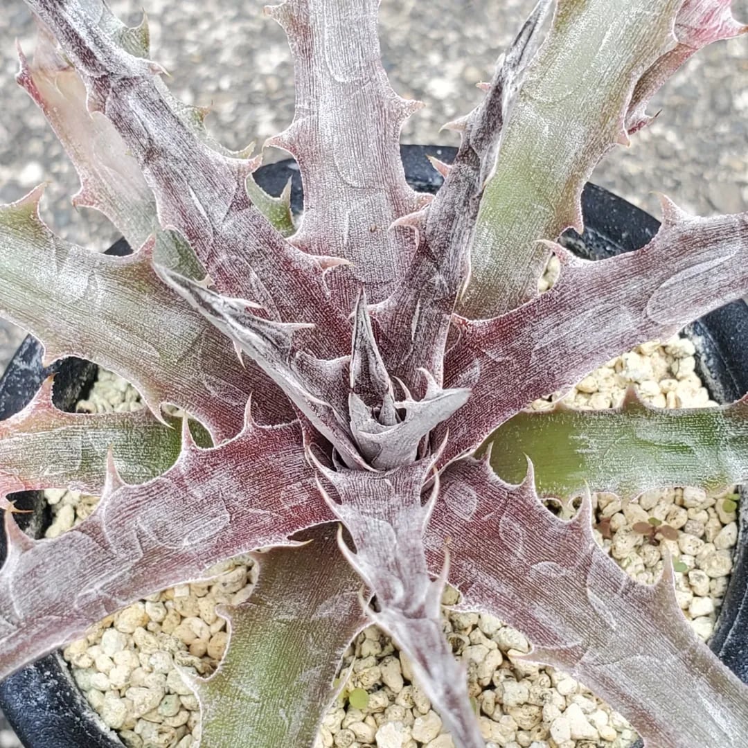 F00410_Dyckia 'Battle Axe'：ディッキア・バトルアクス（子株