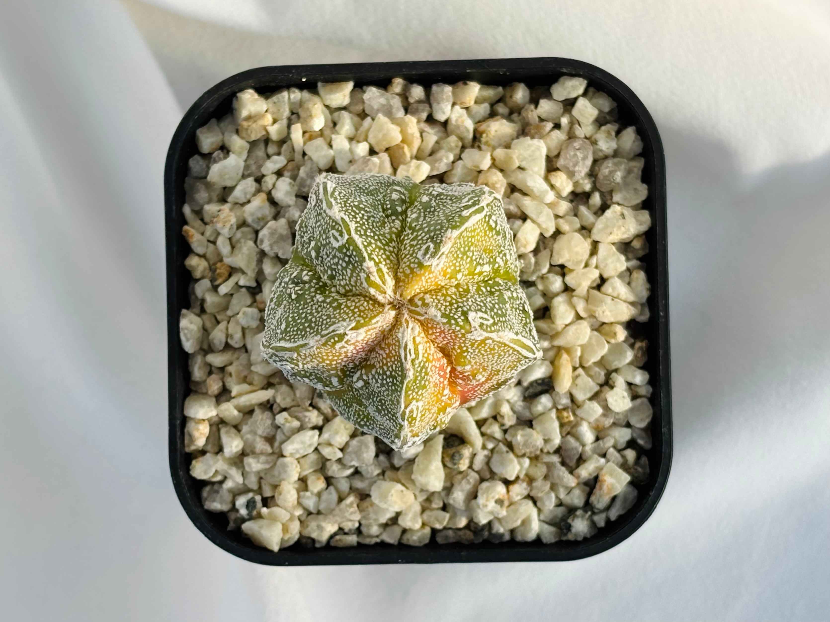 複稜ランポー Astrophytum myriostigma アストロフィツム 白条複隆ヘキラン 白条複隆