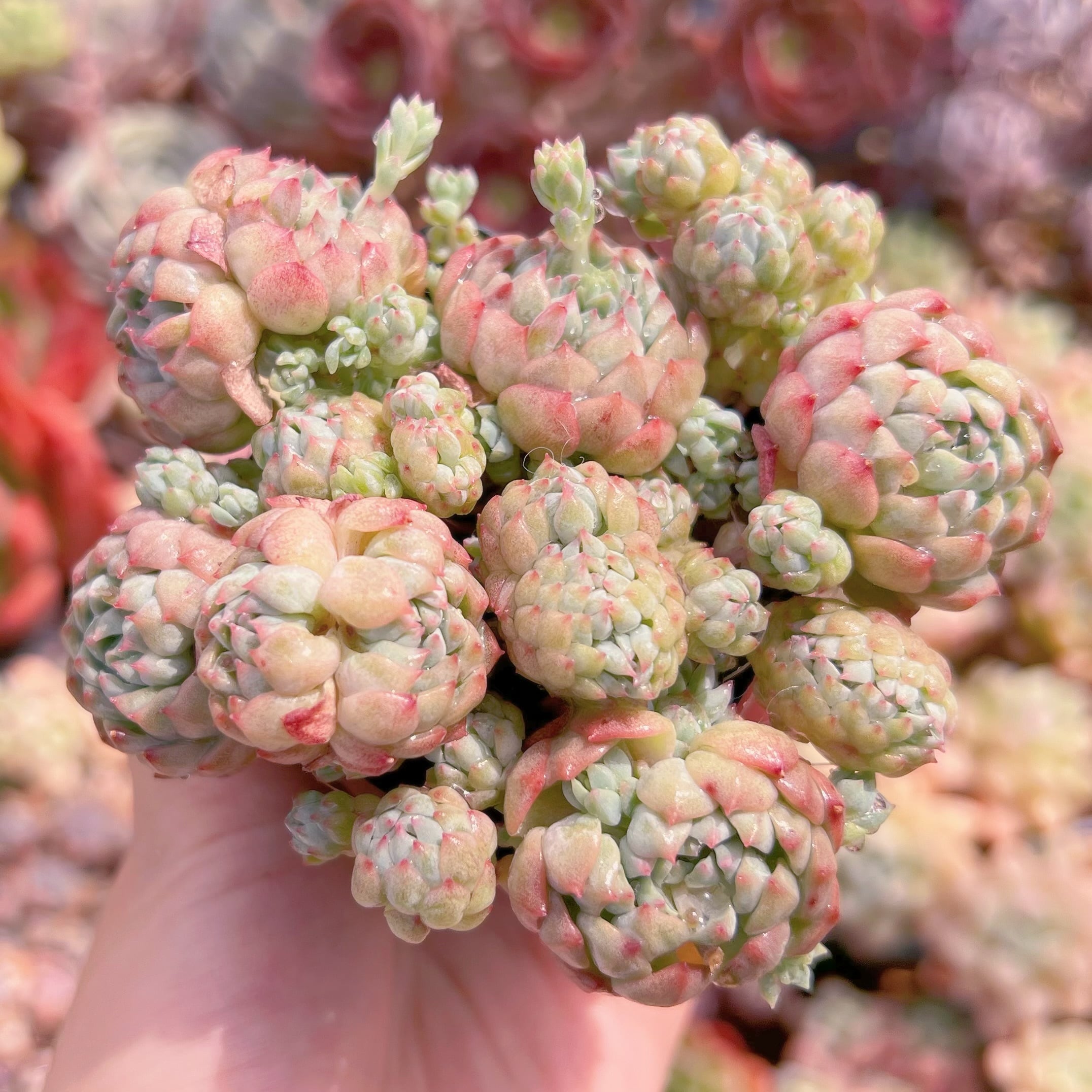 現品　ピンクベリー#3021　群生　るる農園