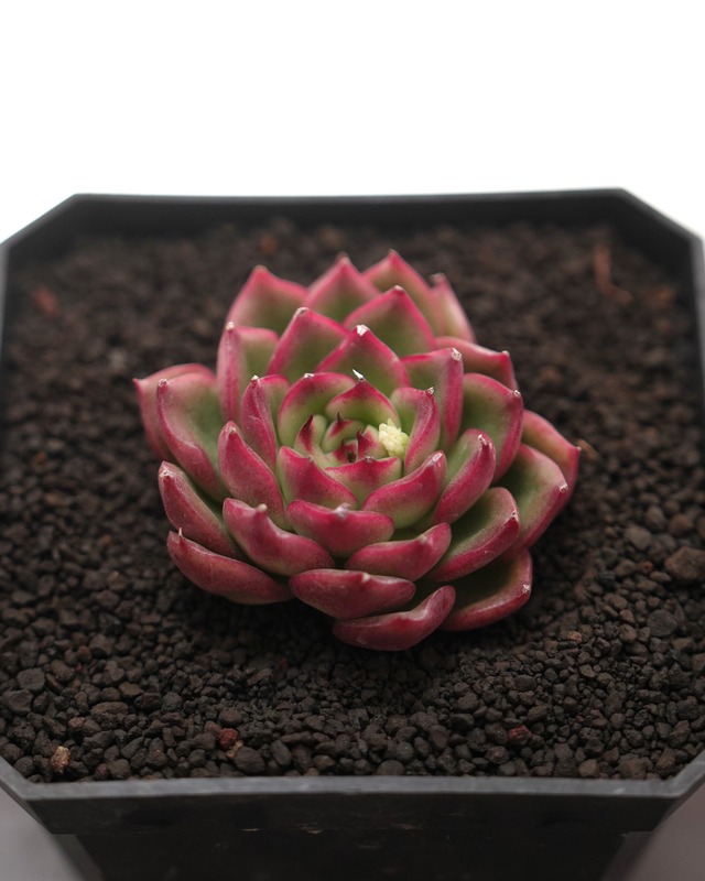 カット苗 アイブ Echeveria 'Ive'