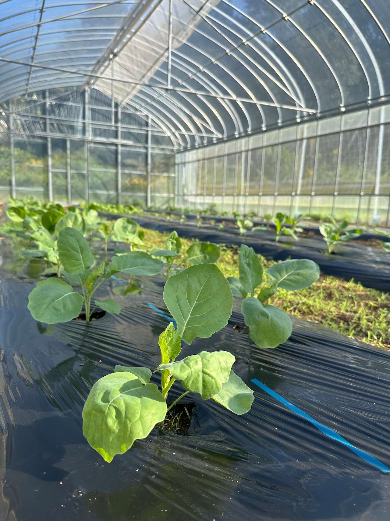 キラピカ旬野菜BOX11~12品【農薬化学肥料不使用】農の島*大三島*よりお届け!