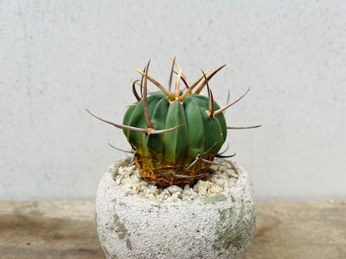 Echinofossulocactus coptonogonus　エキノフォスロカクタス　竜剣丸　サボテン