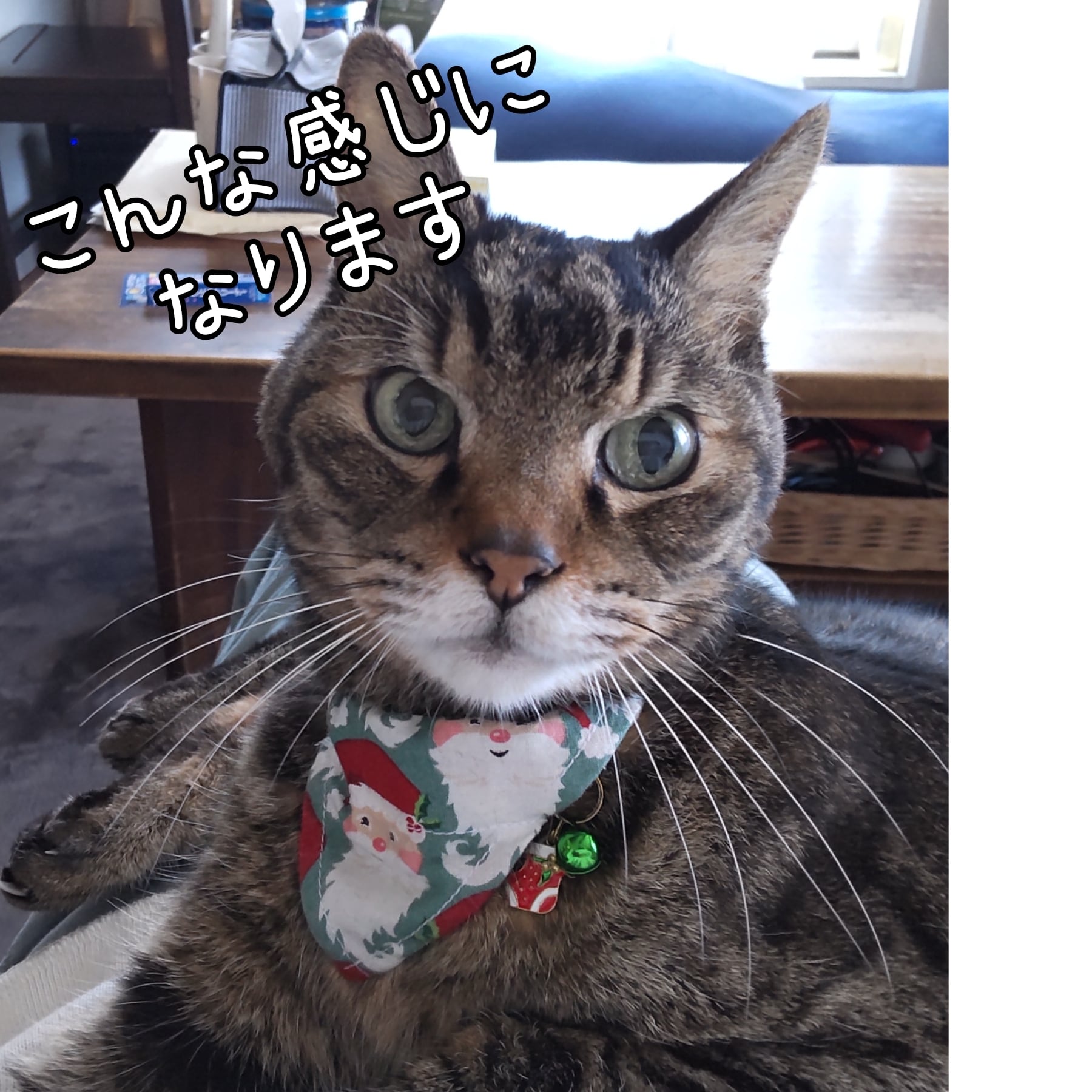 バンダナ首輪(バンダナ柄 カラフル) 猫 首輪 セーフティバックル かわいい