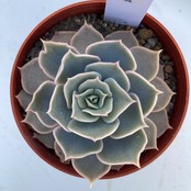 【現物商品】星雲