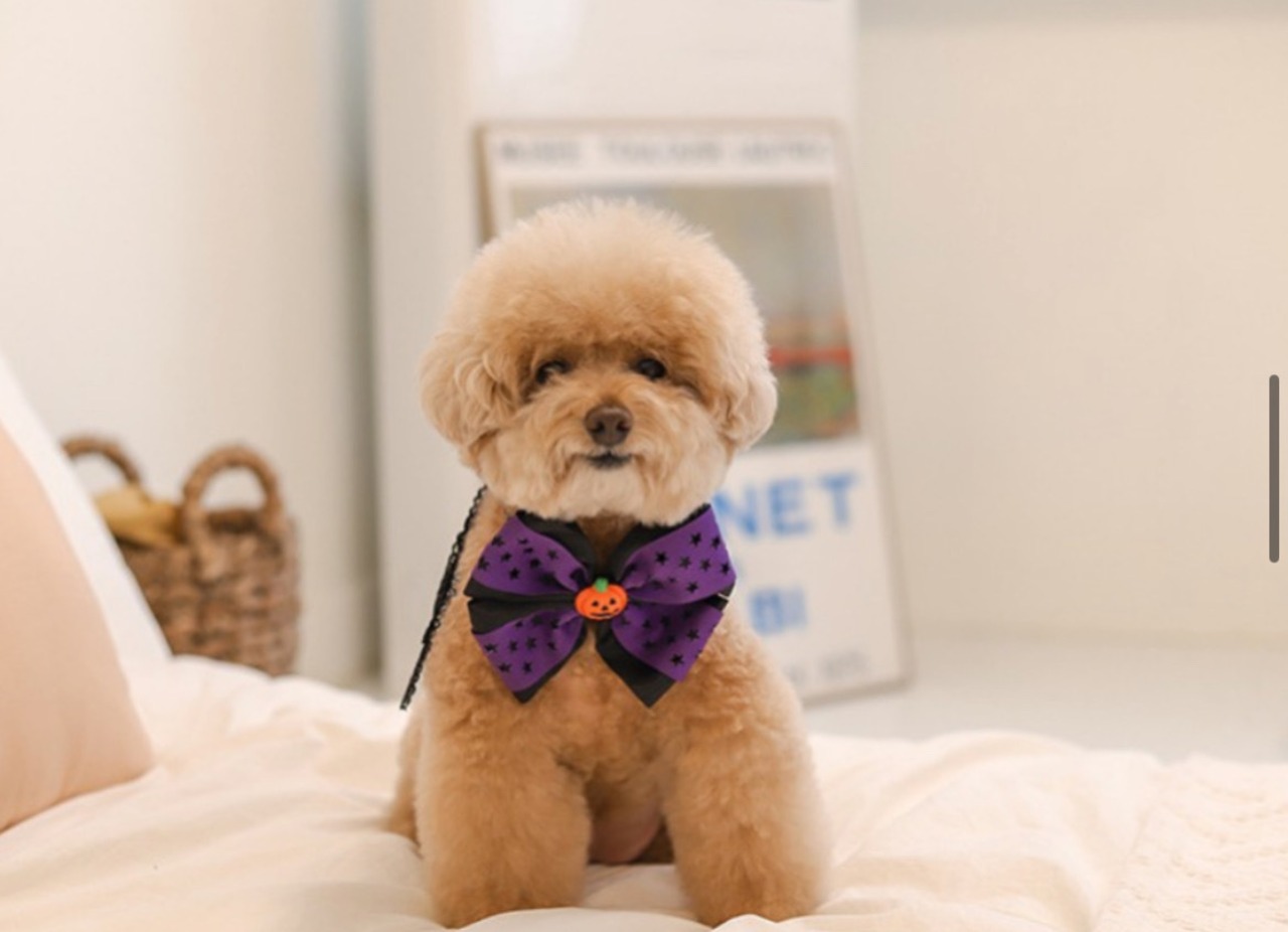 即納/予約【witi witi】ハロウィンパーティset パープル　サイズS