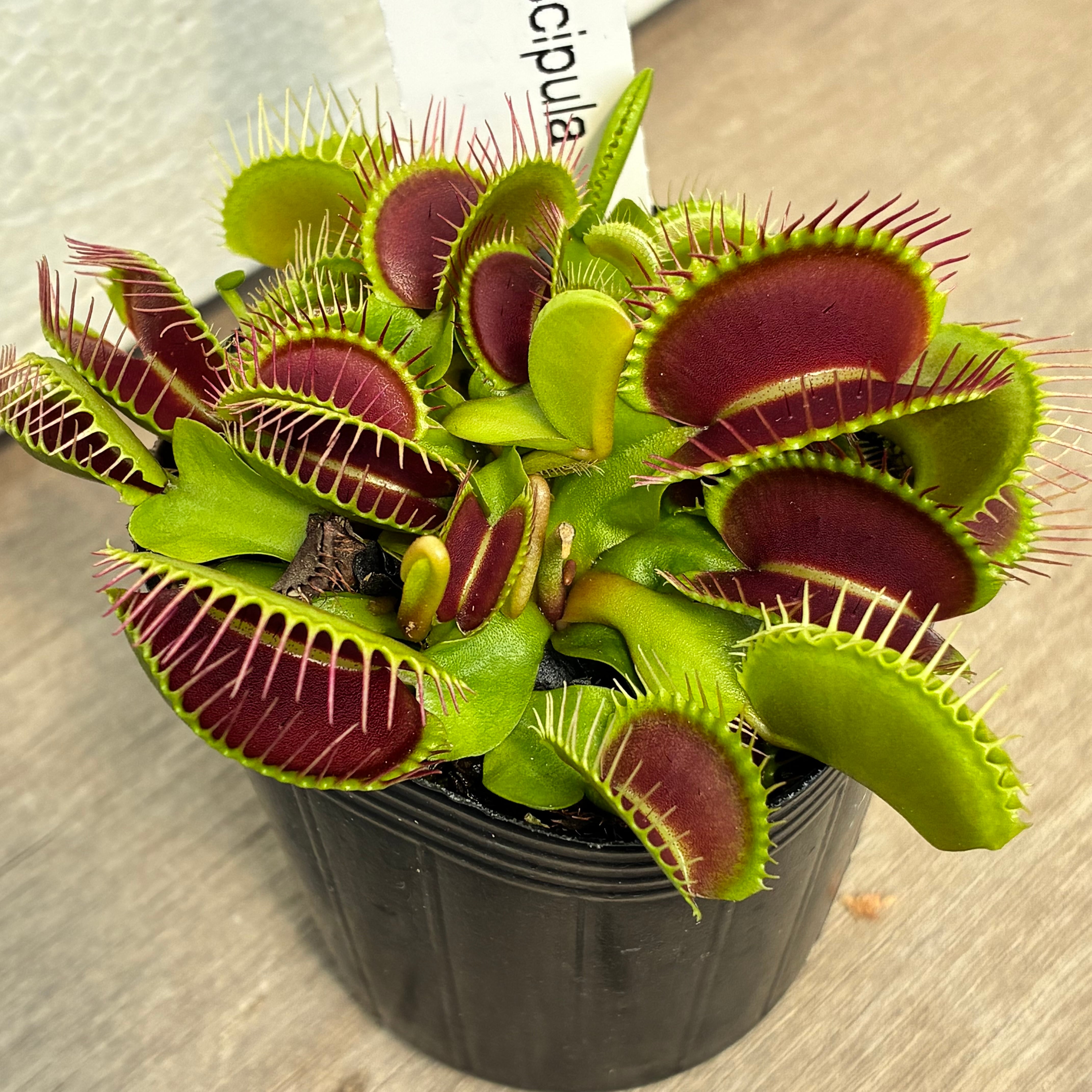 ハエトリソウ ジャイアントトラップ Dionaea muscipula Giant Trap
