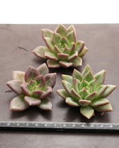 微発根カット苗 白夜 Echeveria 'Baekya'