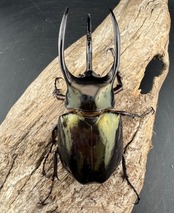 【WD】《アトラスオオカブト スマトラ島産 82.5mm ペア》