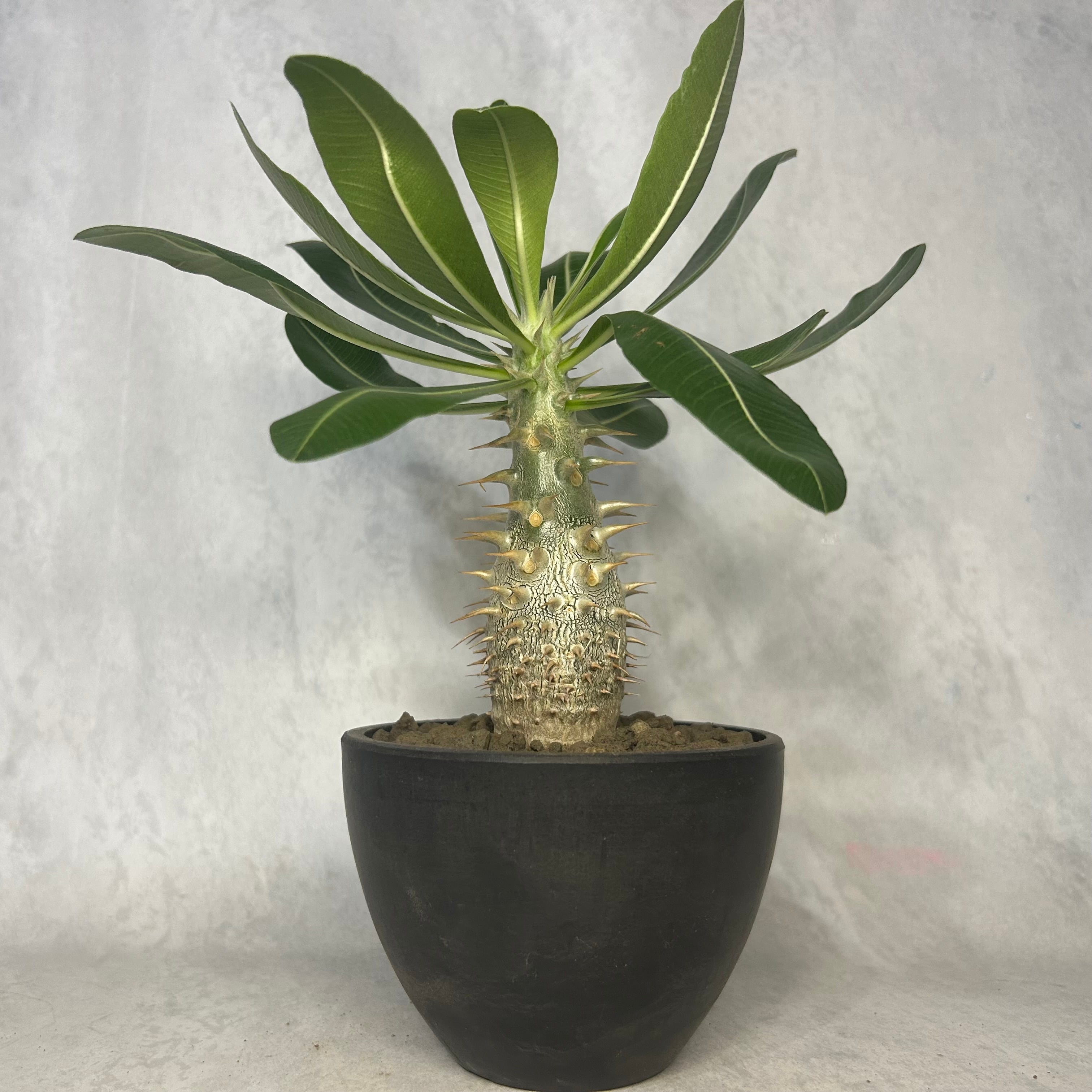アデニウム アラビカム モンスター 4号 塊根植物 コーデックス A30604