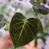 フィロデンドロン エルチョコレッド / Philodendron "El Choco Red"⑨ / 観葉植物<育て方・花言葉>