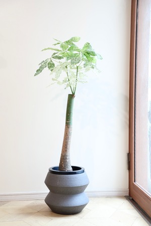 【都内近郊限定配送】【115cm】パキラ ミルキーウェイ/Pachira ※陶器鉢カバー別