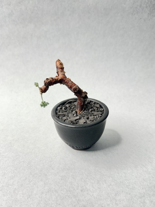 ペラルゴニウム・ミラビレ