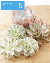 【SUCCULENTSセット 5種】沙羅姫牡丹錦/フレイムマウンテン錦/ジュジュ 他