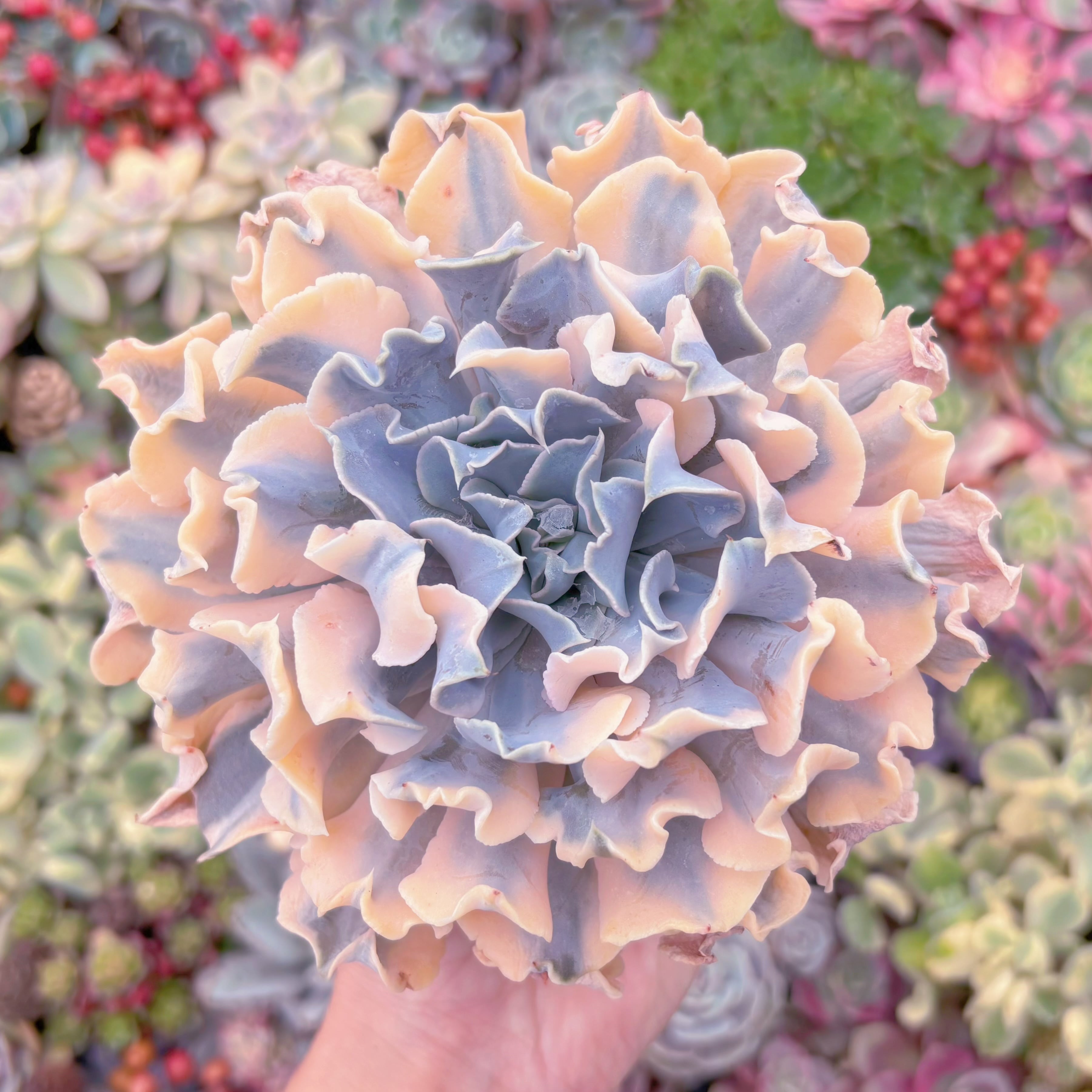 現品　シャフラン錦#906　極上株　在庫僅少　るる農園