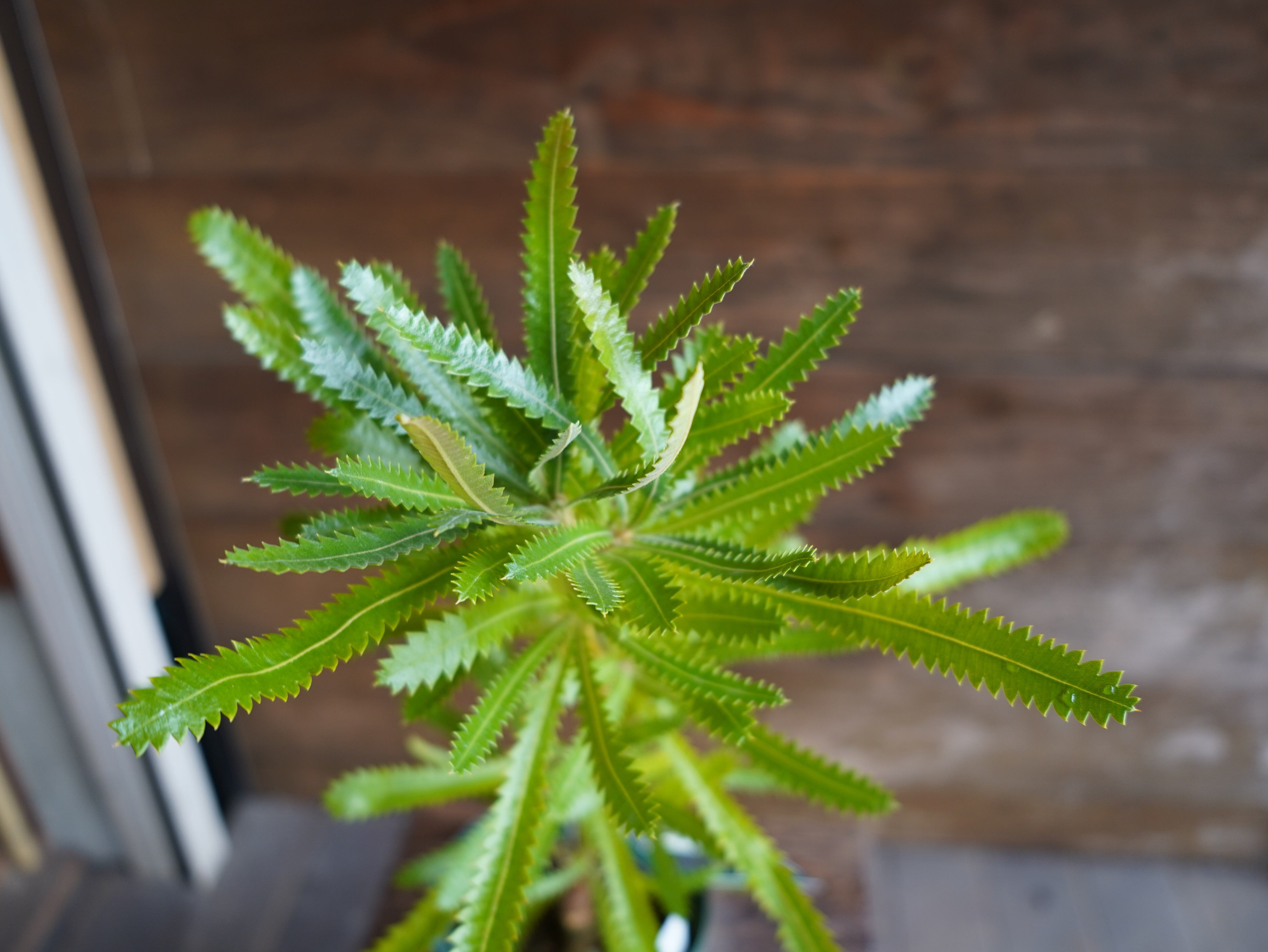 【現物】バンクシア　”アエムラ”　B