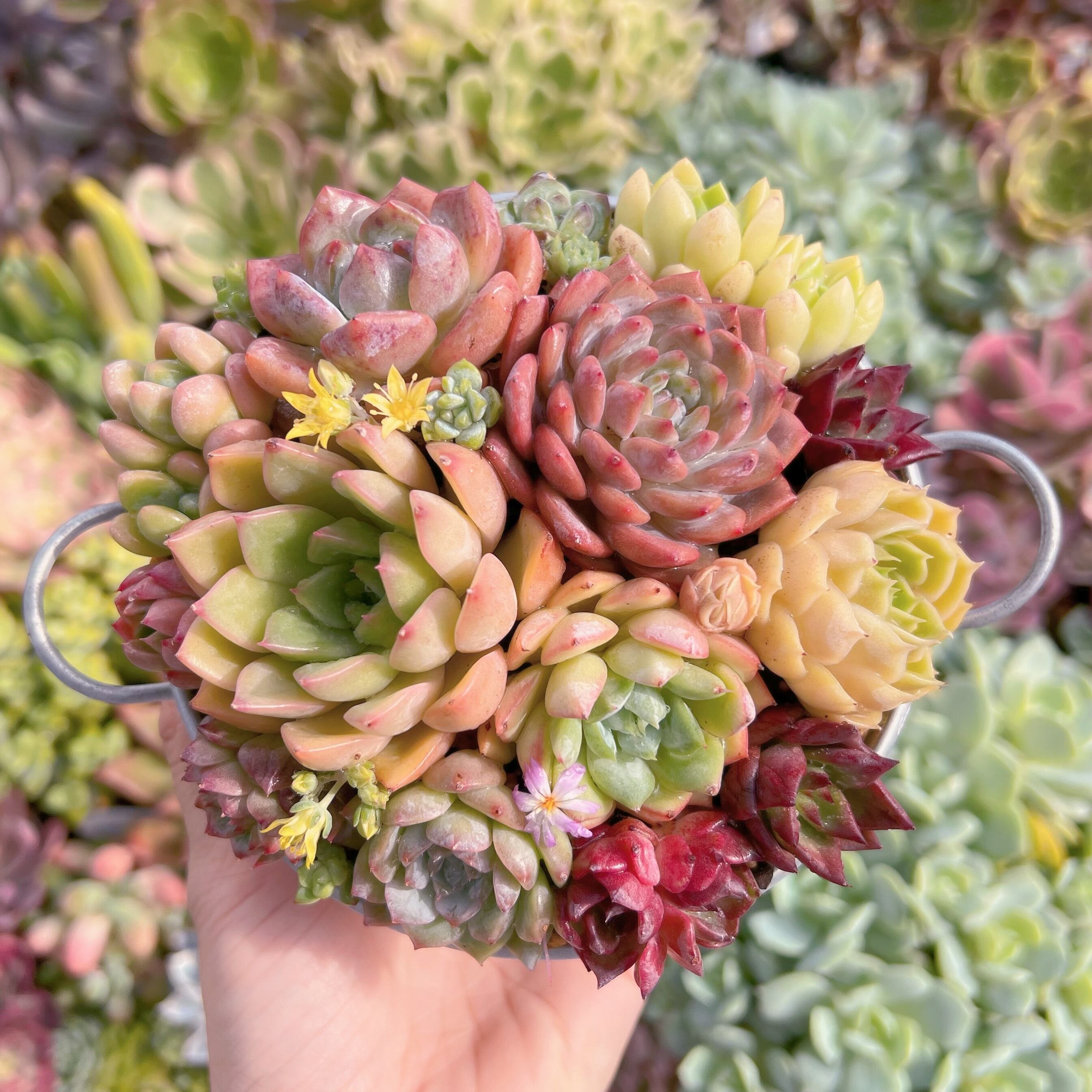 現物　寄せ植え鍋セット#689   るる農園