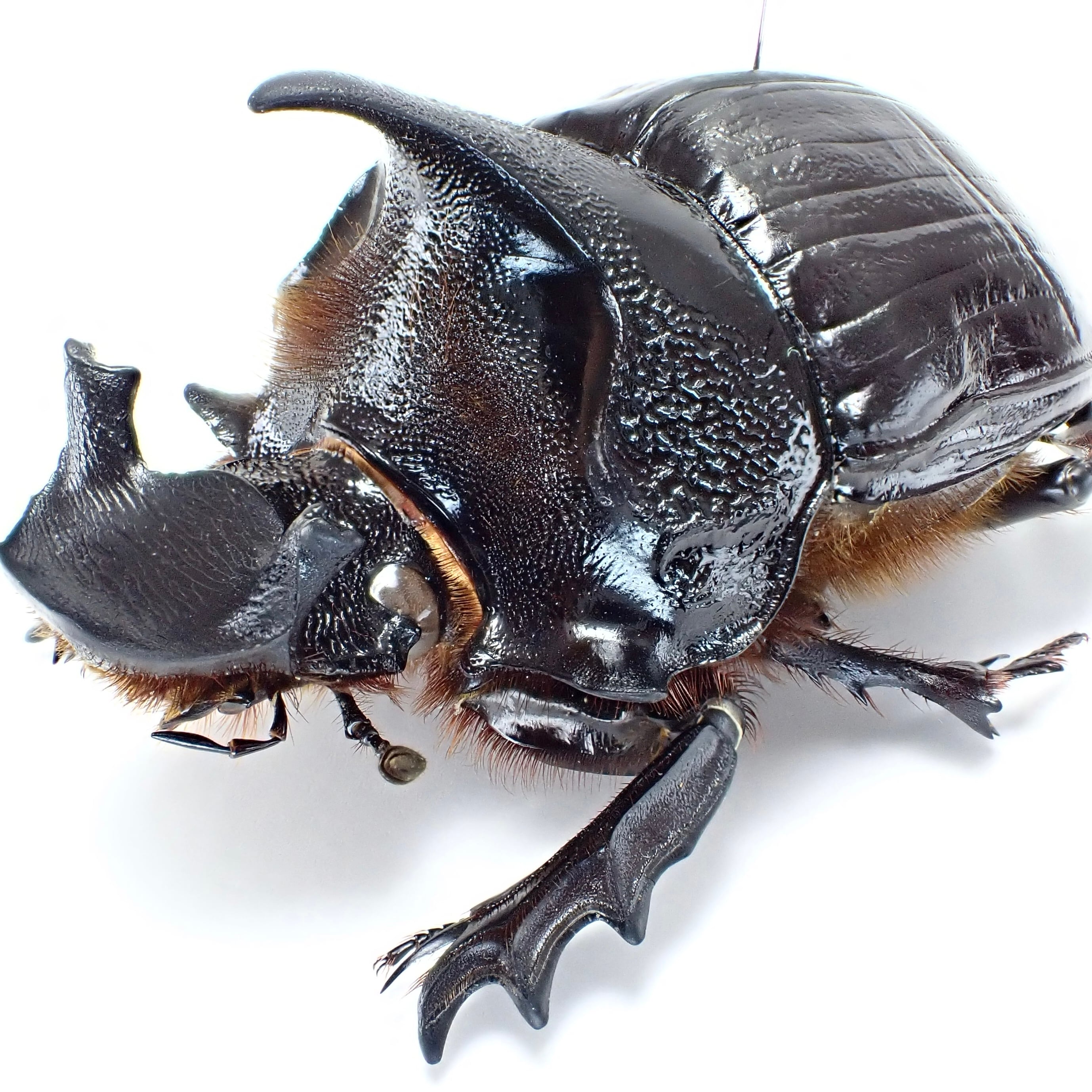 タイ産 Heliocopris dominus ♂♀ 63mm/63mm | 昆虫標本 Diggers & Rollers