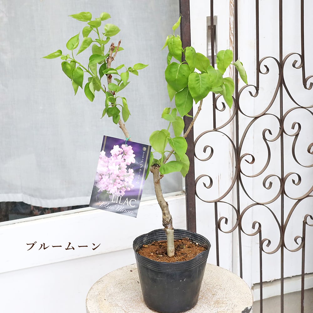 宿根【八重咲き・花芽付】ライラック『ブルームーン』１鉢【芳香】ポット苗　発送です 苗 宿根【八重咲き・花芽付】ライラック『ブルームーン』1鉢【芳香