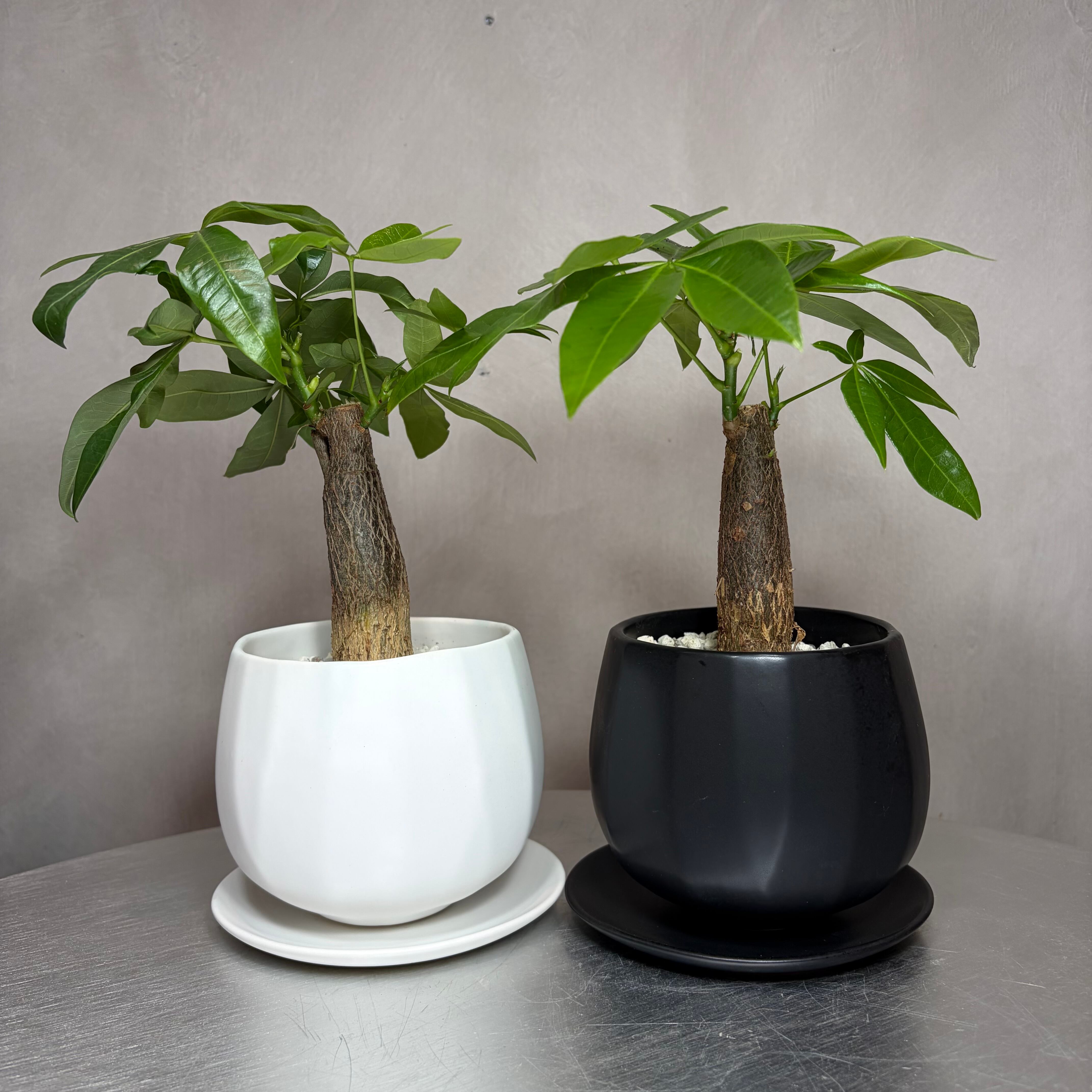 観葉植物 | greenshouse