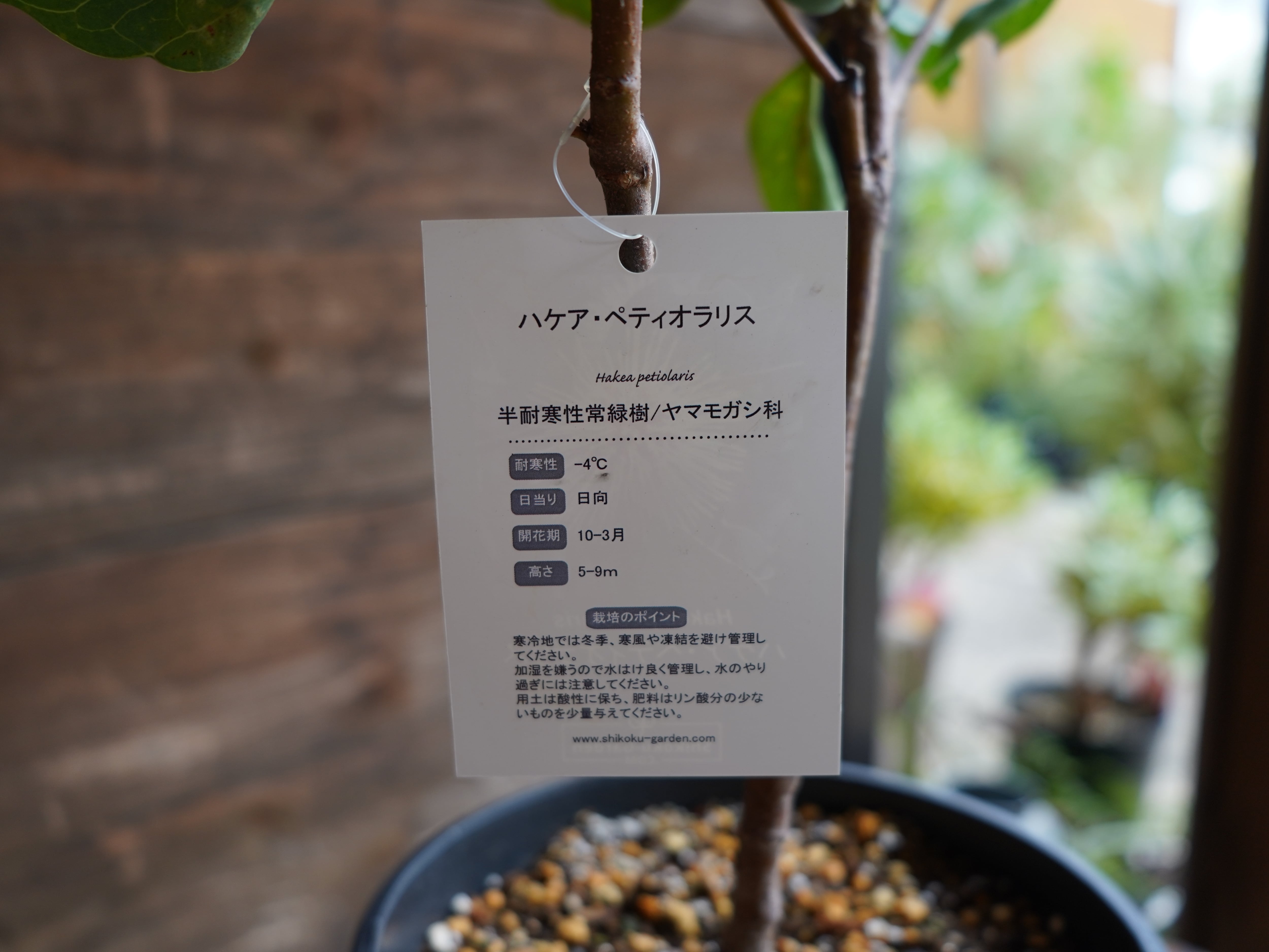 【現物】ハケア　”ペティオラリス”　B