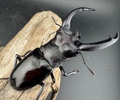 【WD】《リノケロスフタマタ 86mm ペア》