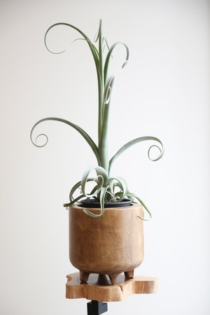 【M】チランジア カーリースリム/Tillandsia Curly Slim　※ウッドポット付き