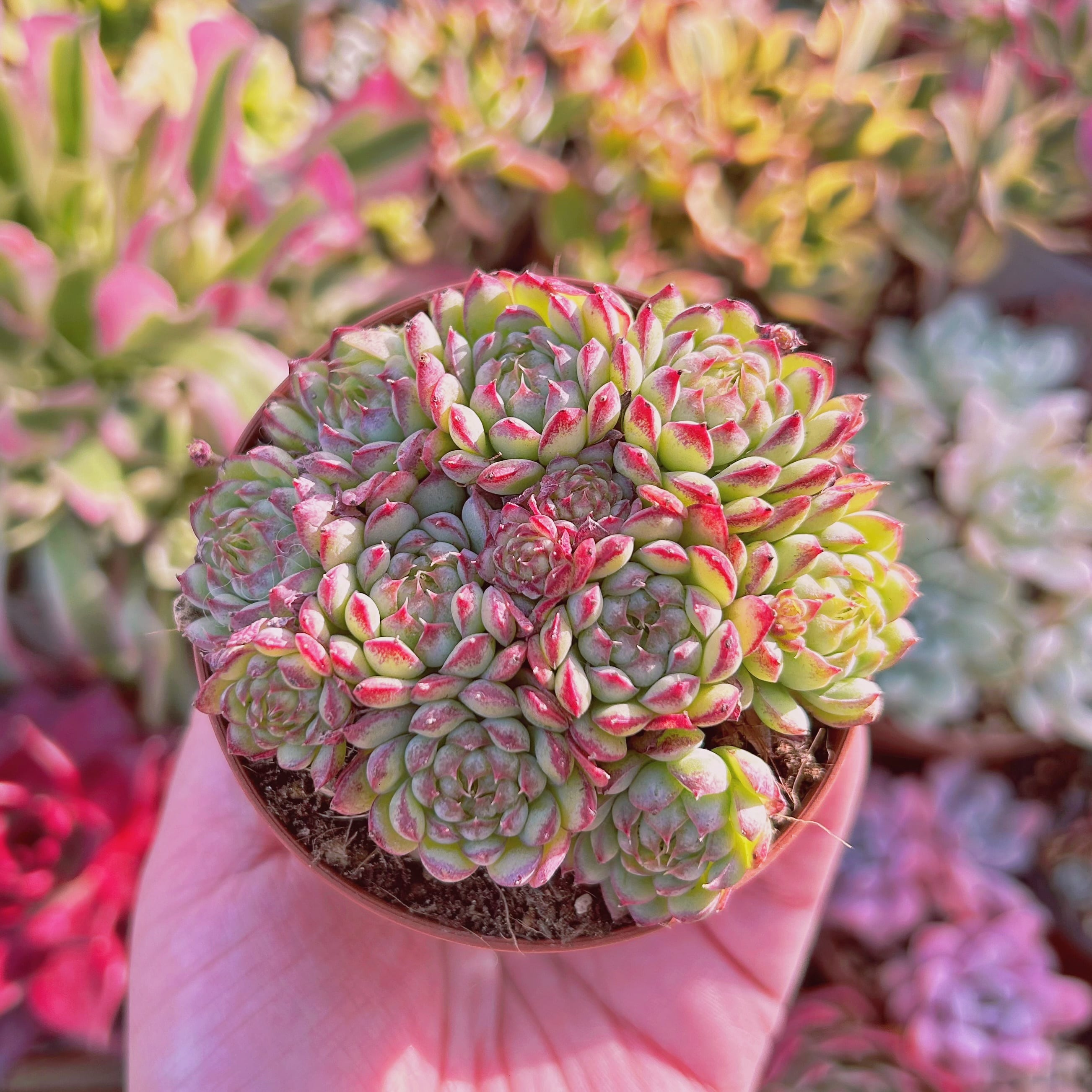 多肉植物 Echeveria 虞姫 7頭以上 | るる農園~多肉植物専門