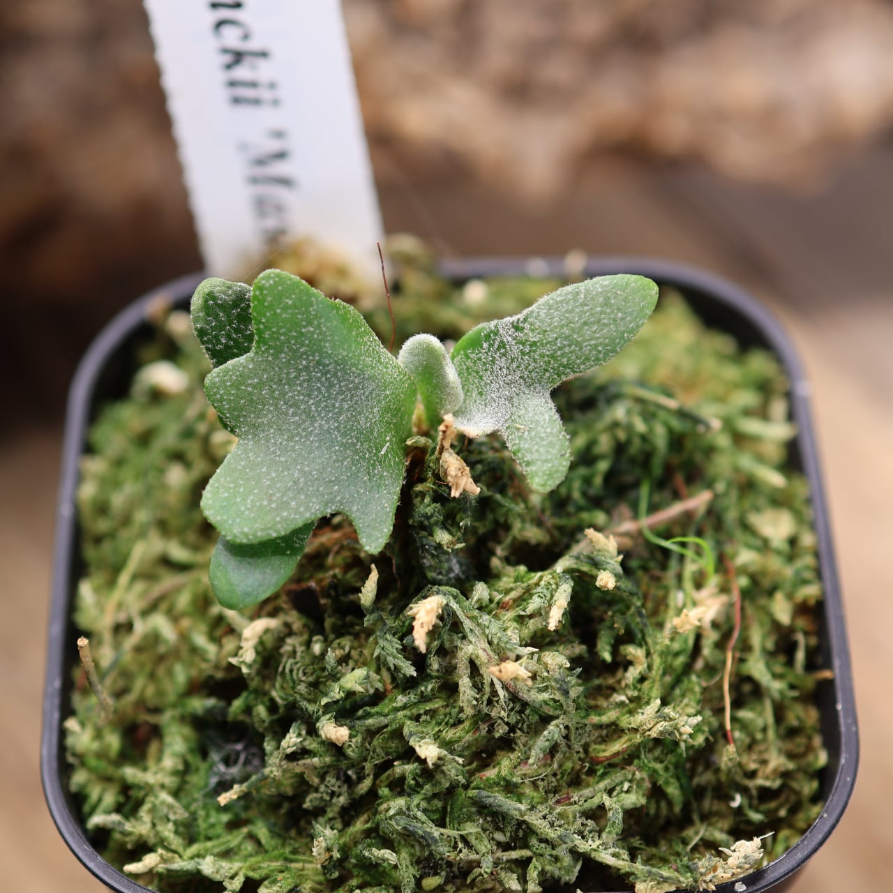 700『ビカクシダ ウィリンキー Masayu TC』 観葉植物【送料無料