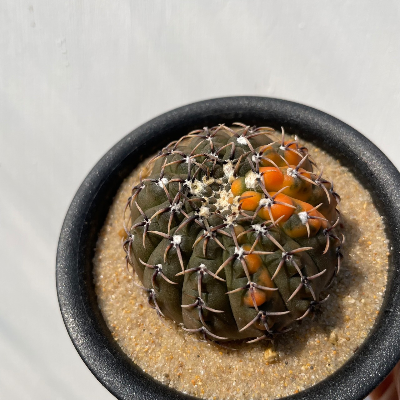 Gymnocalycium asterium【ギムノカリキウム・黒棘鳳頭錦】