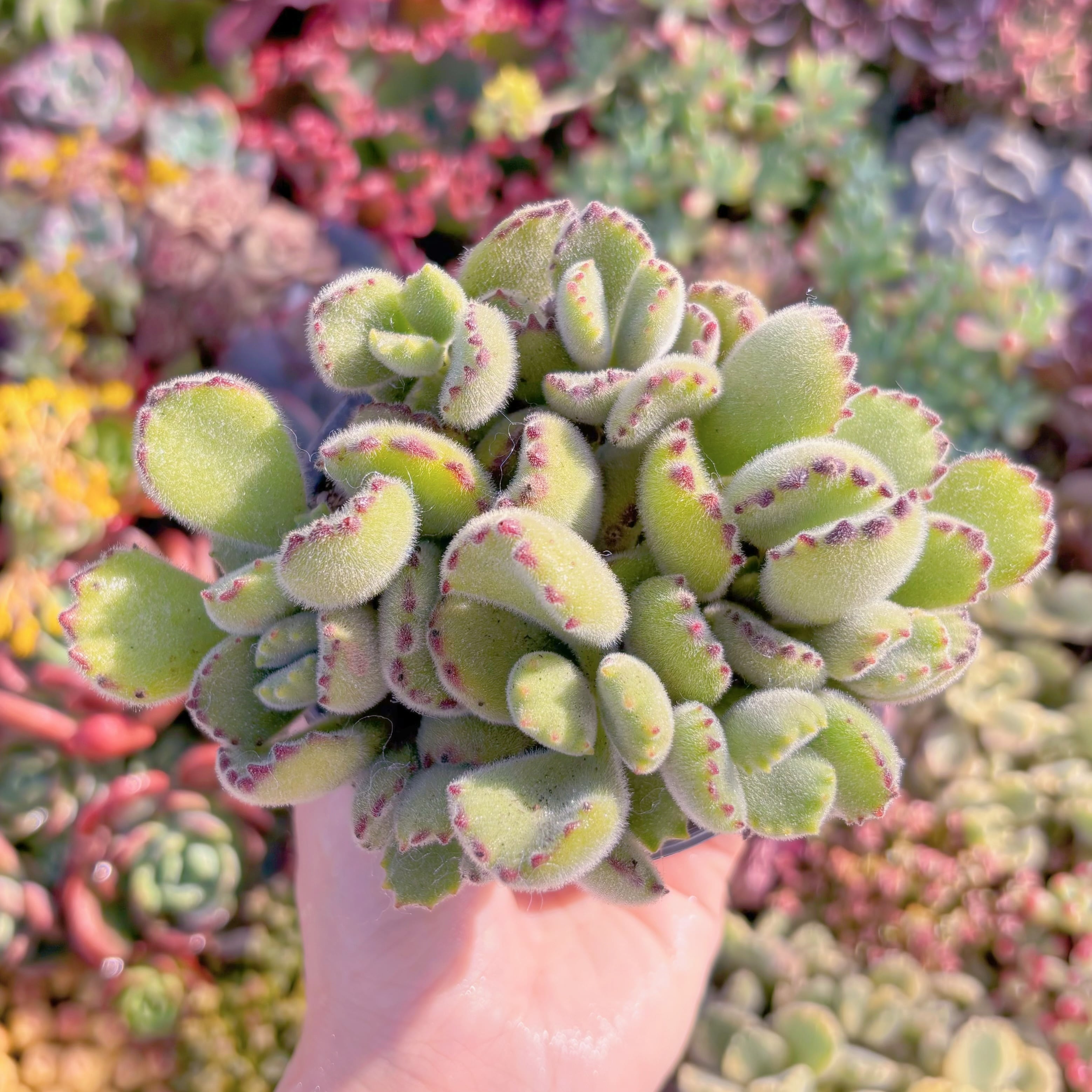 現品　熊童子#M006　新入荷　るる農園