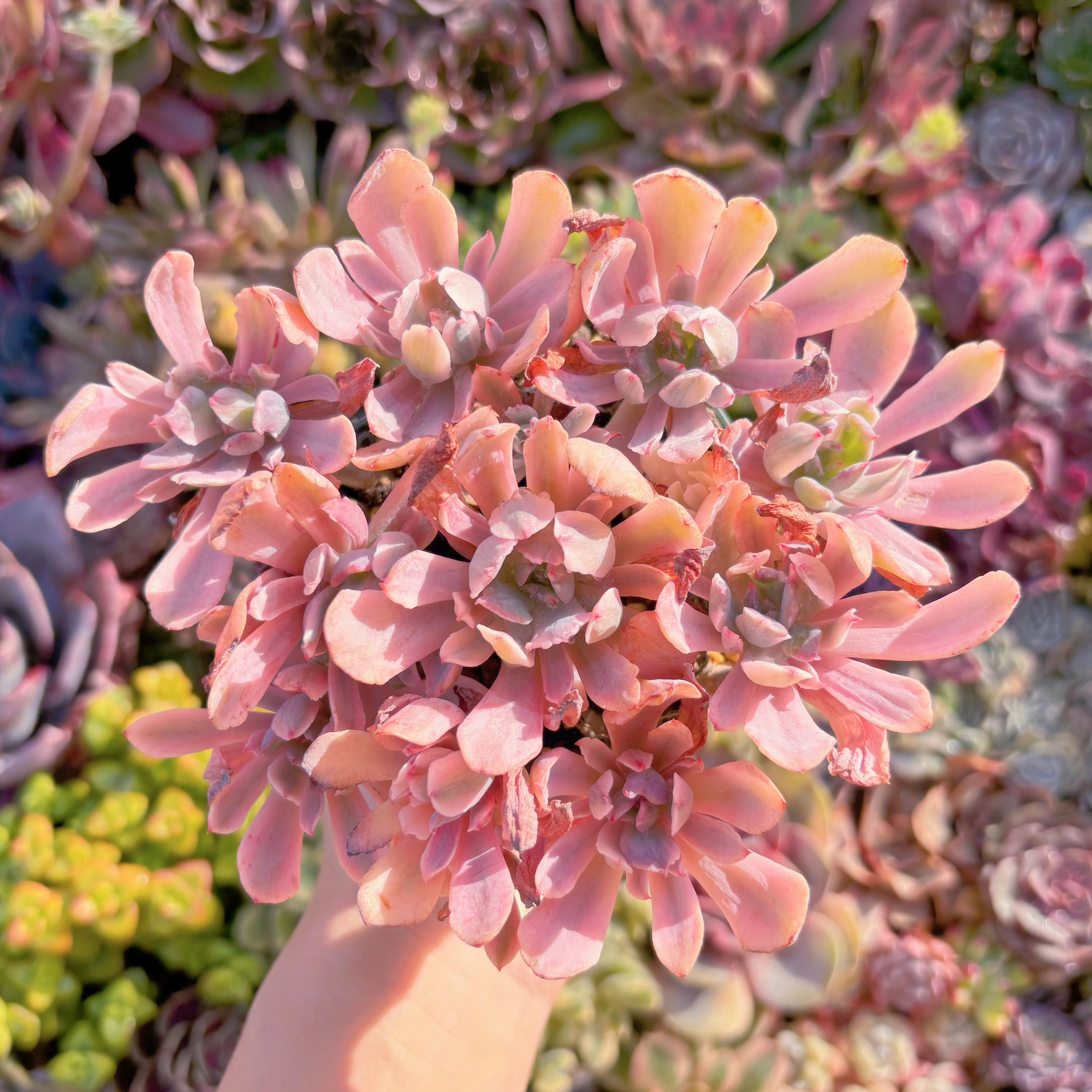 現品　hoveyi錦#M269　大群生　るる農園