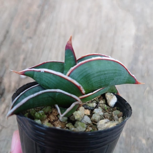 Sansevieria rorida サンスベリア ロリダ 4