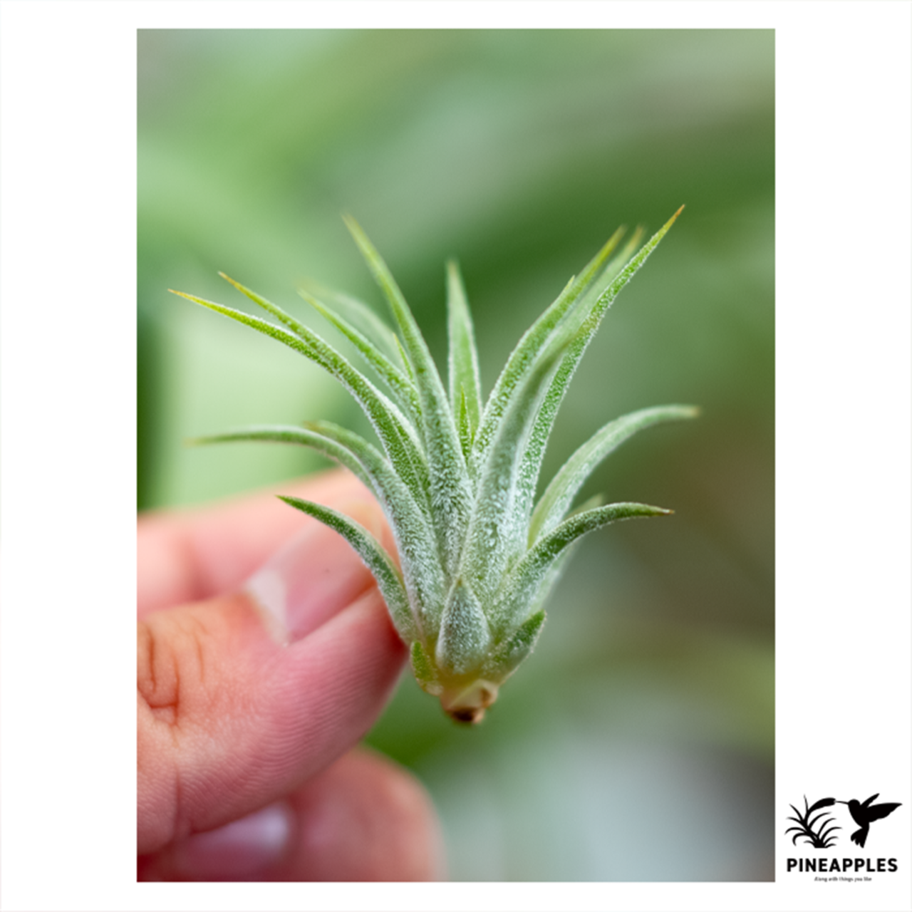Tillandsia ionantha 'Peach' (NTH142) - 1