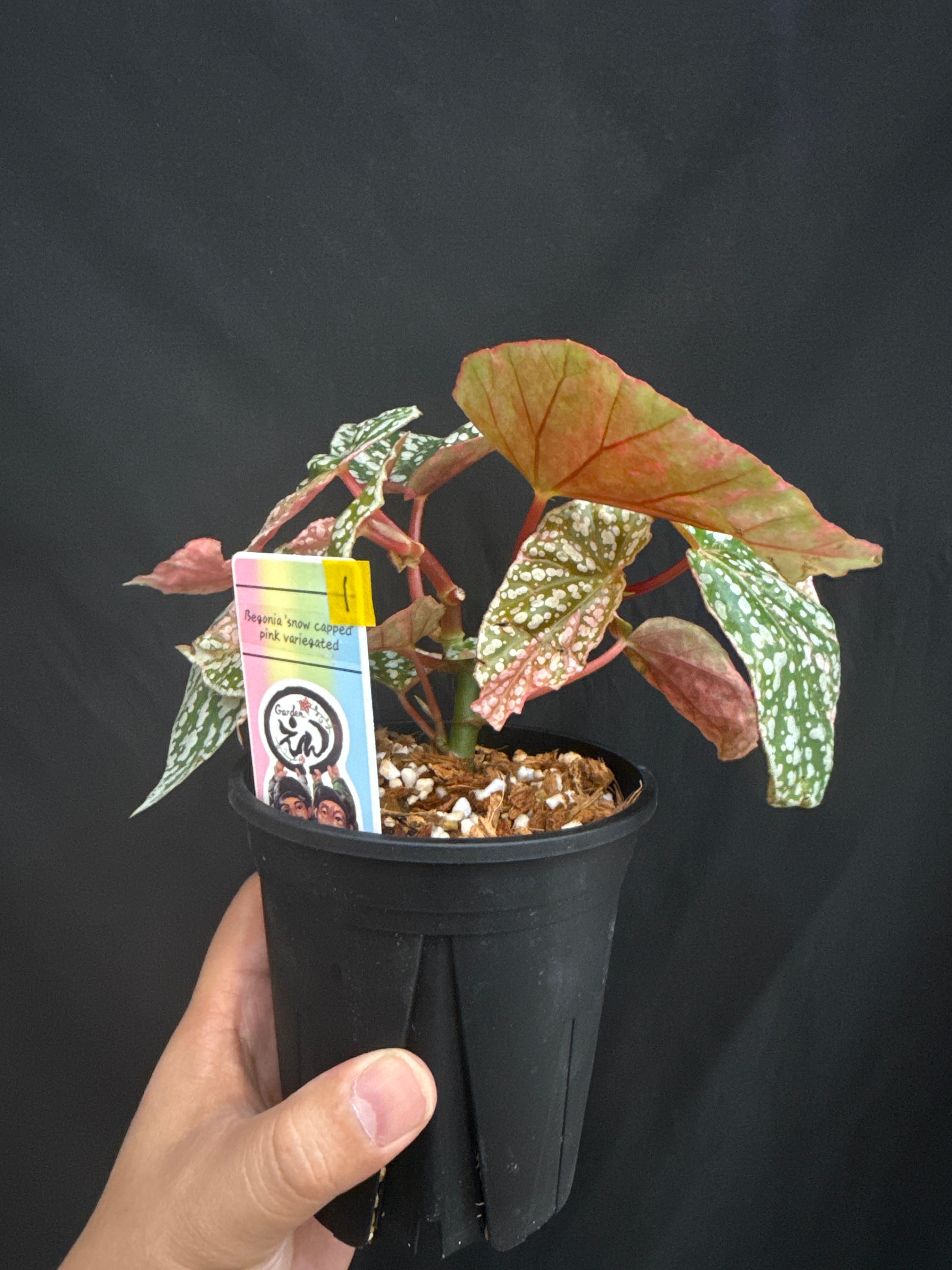 ①ベゴニア 'スノーキャプッド' ピンク斑入り | Gardenえん 【観葉