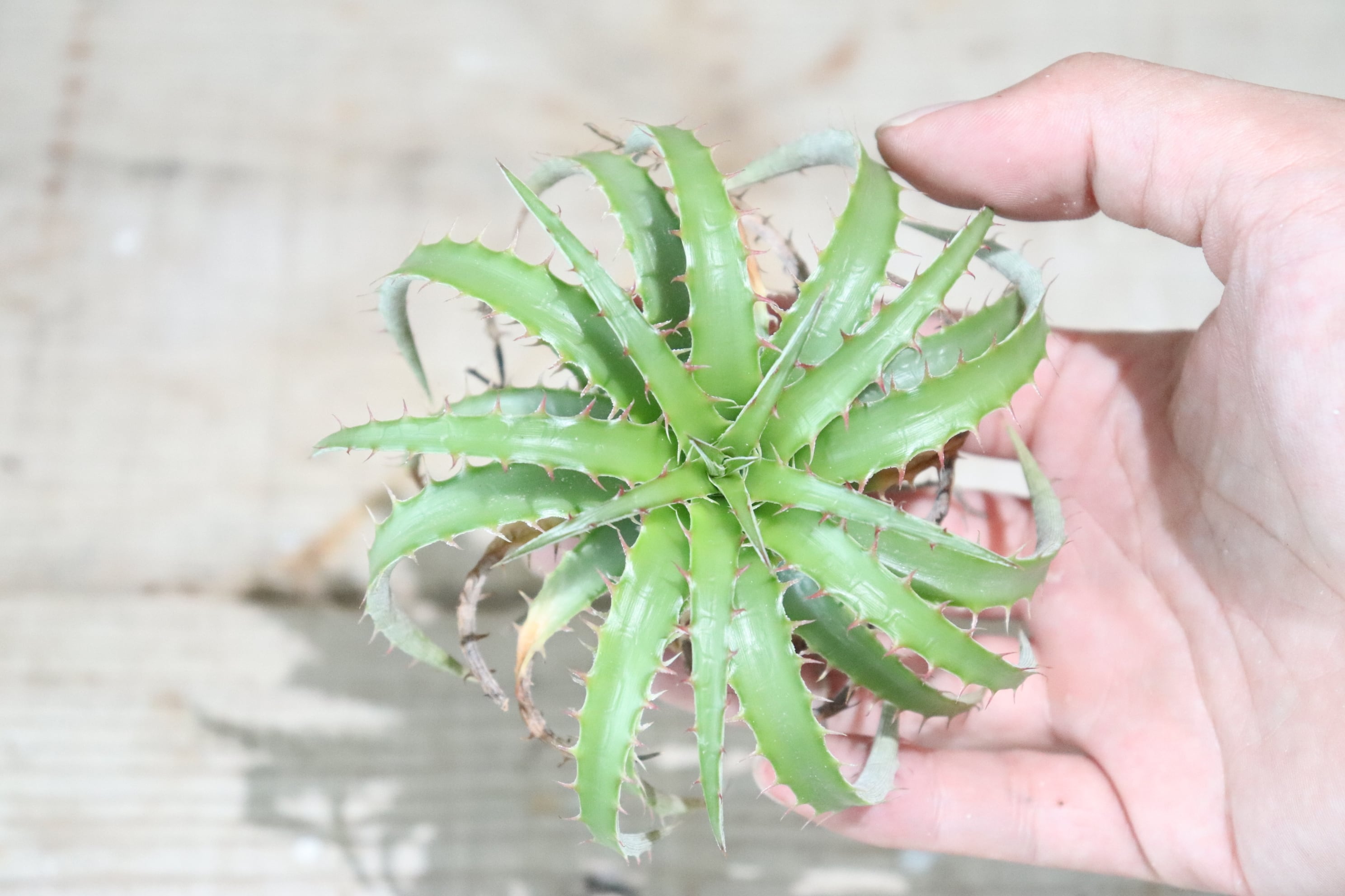 送料無料】'Red Thorns'〔ディッキア〕現品発送D0169 | plane plants