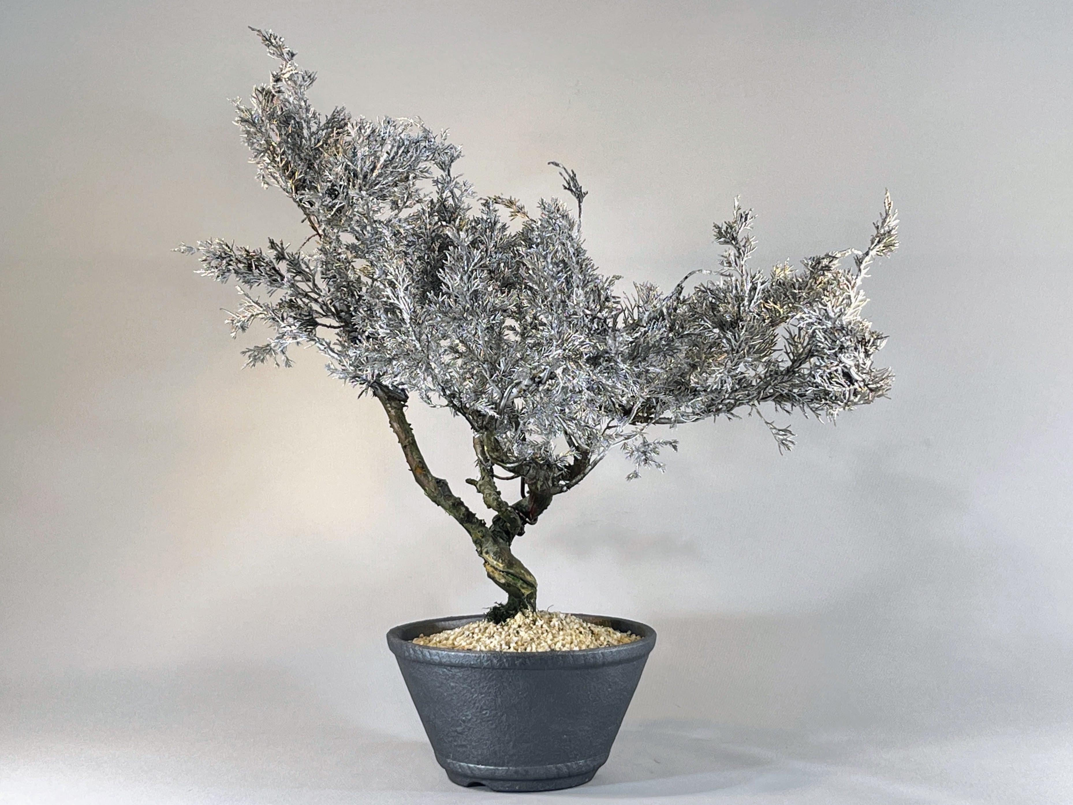 ALL ITEM | DRY BONSAI TOKYO Online store