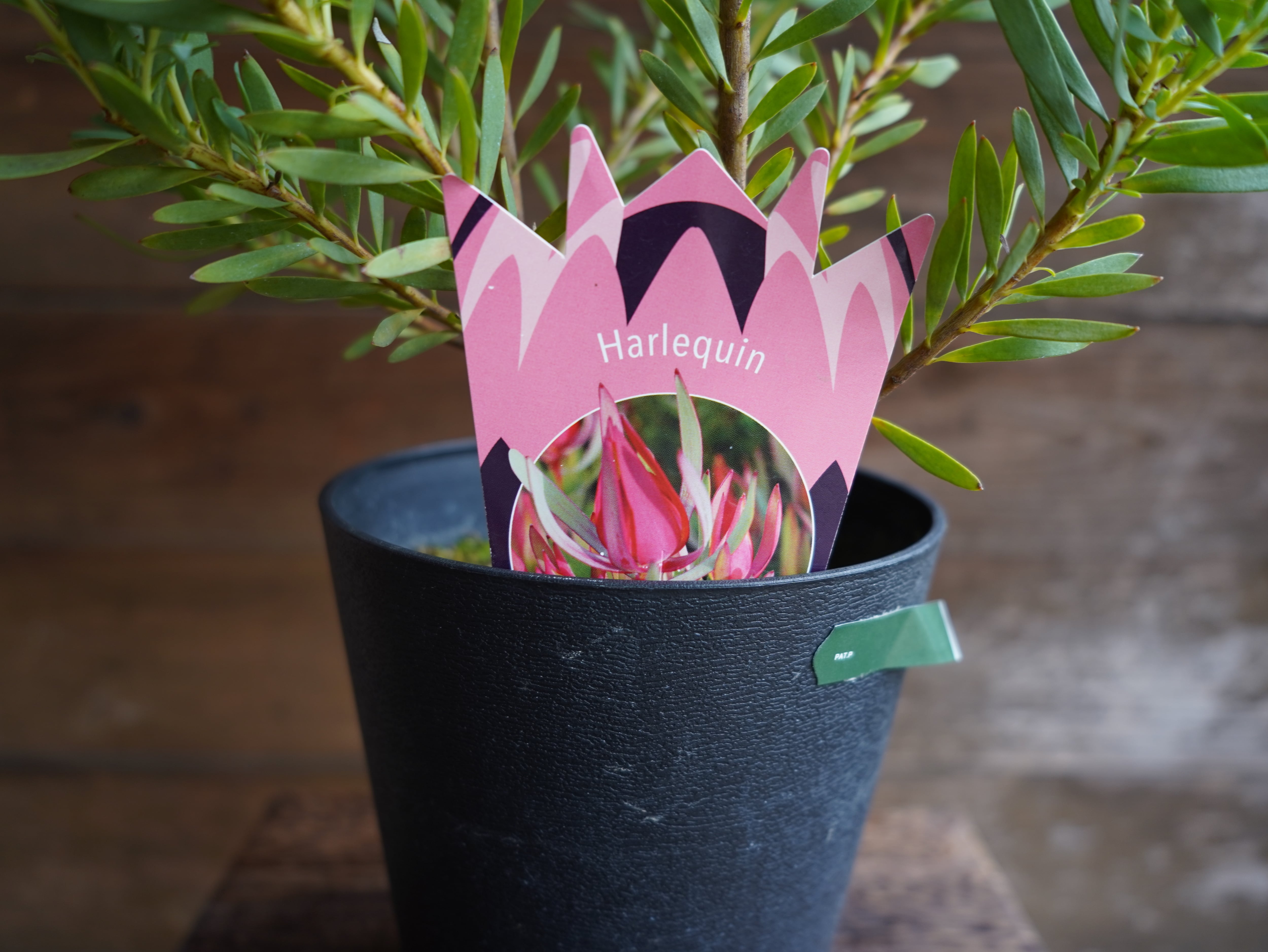 【現物】リューカデンドロン　”Harlequin”