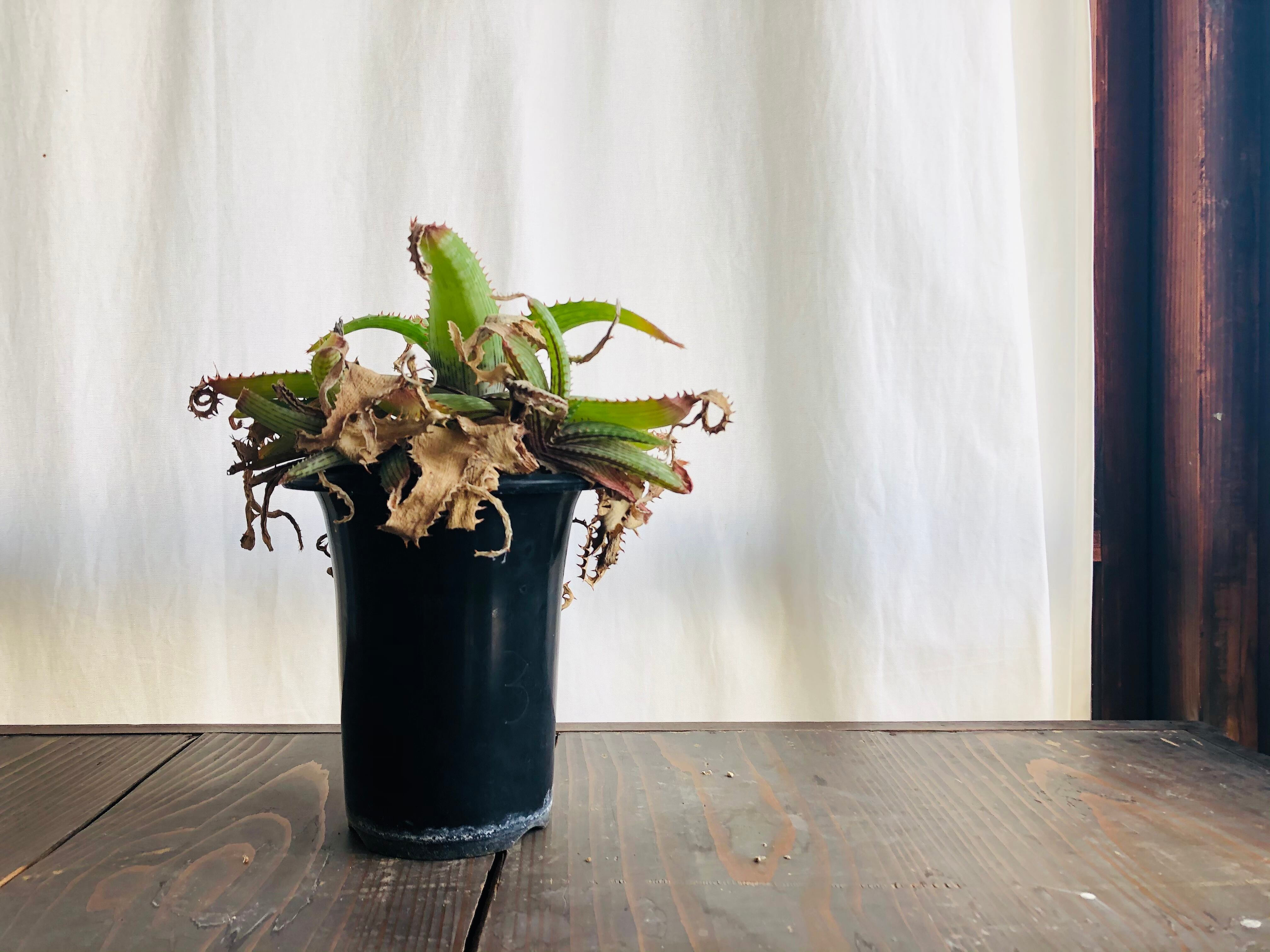 Aloe branddraaiensis アロエ ブランドレイエンシス | plants MARU