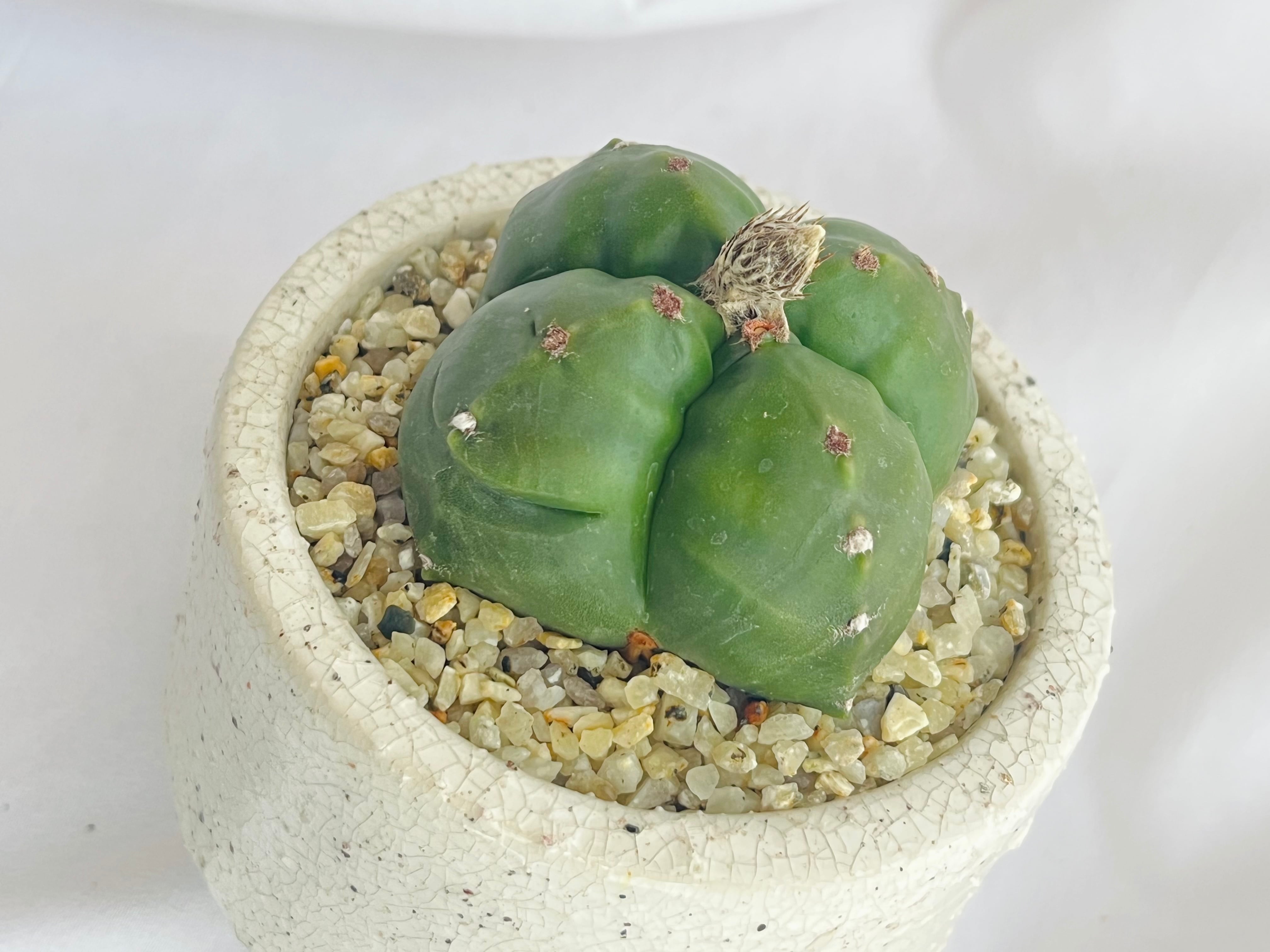 Astrophytum myriostigma アストロフィツム 四角ヘキラン ランポー玉