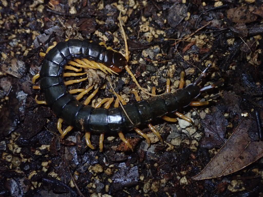 Centipede ムカデ | Bebe Rep. 奇蟲部門