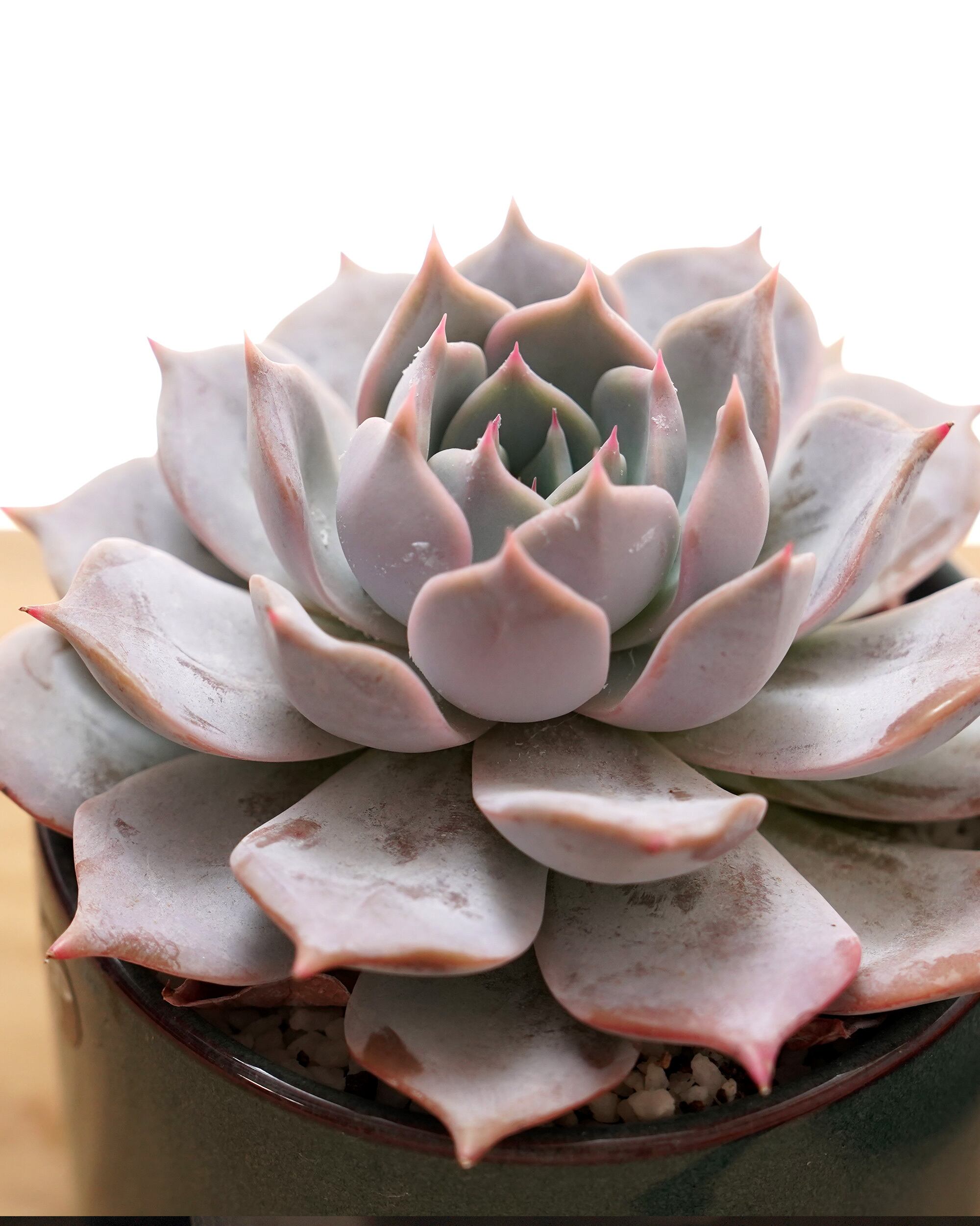 エケベリア（っぽいコ） | PUKUBOOK SUCCULENTS